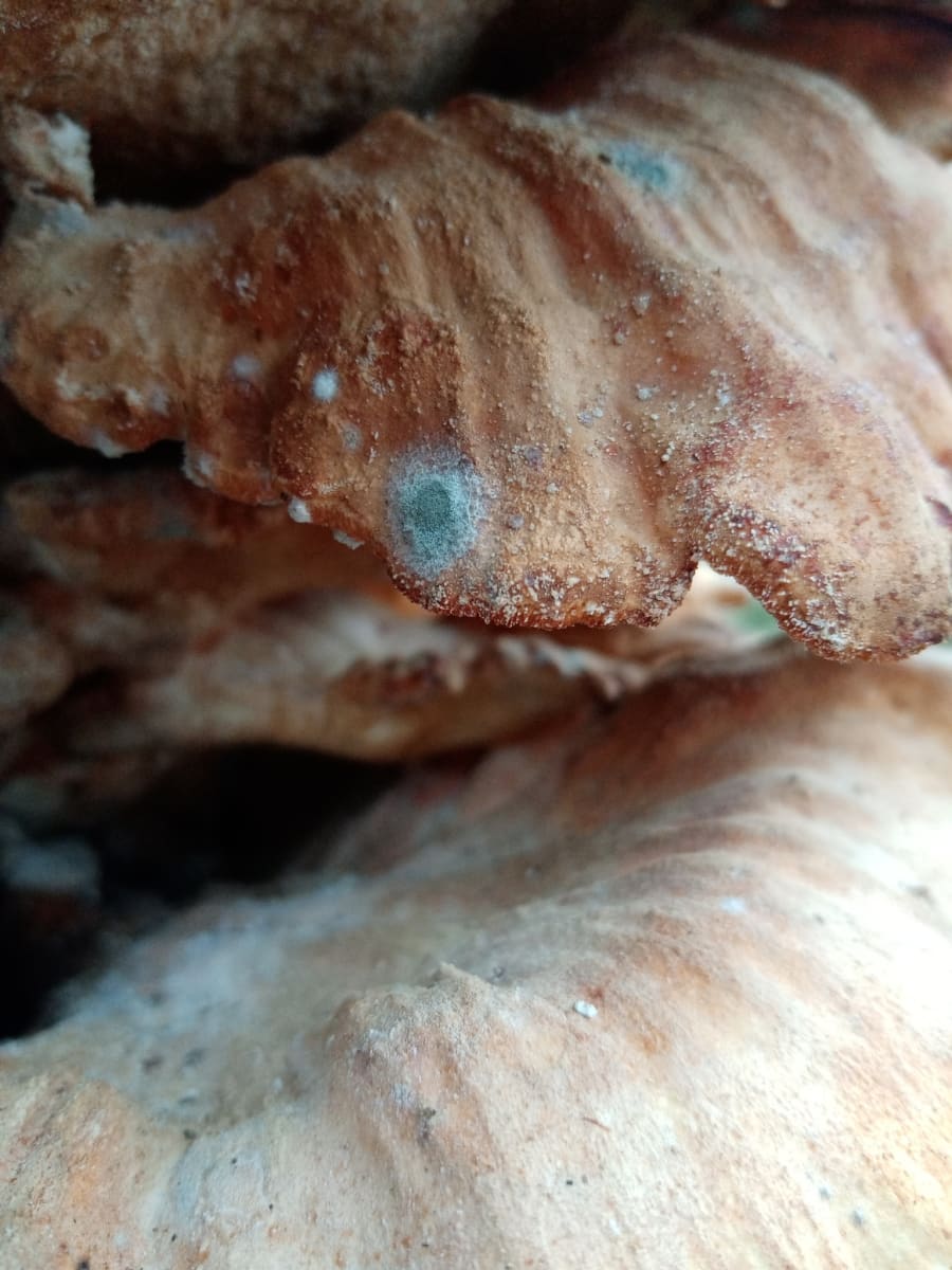 Botrytis cinerea