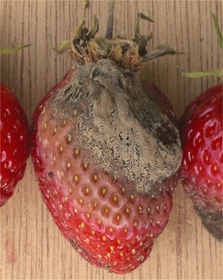 Aardbei Lambada vruchtrot Botrytis cinerea