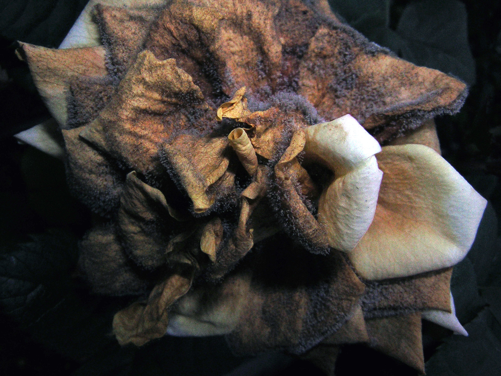 Botrytis cinerea