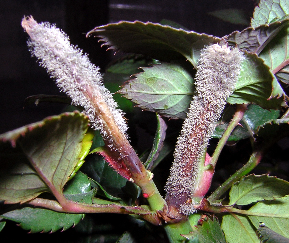 Botrytis cinerea