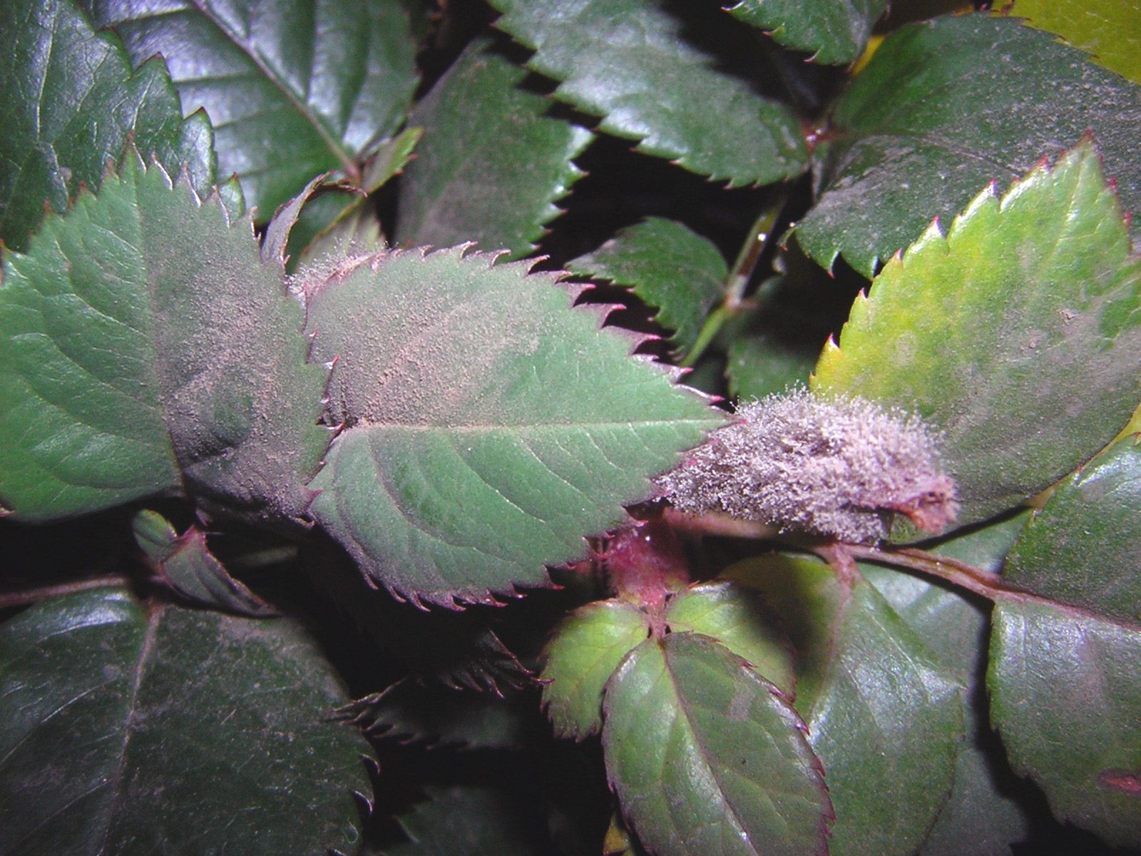 Botrytis cinerea
