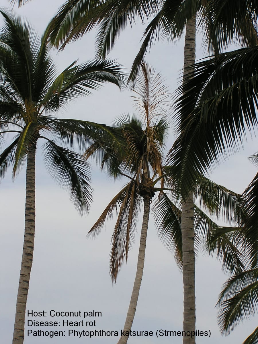 Coconut heart rot 1