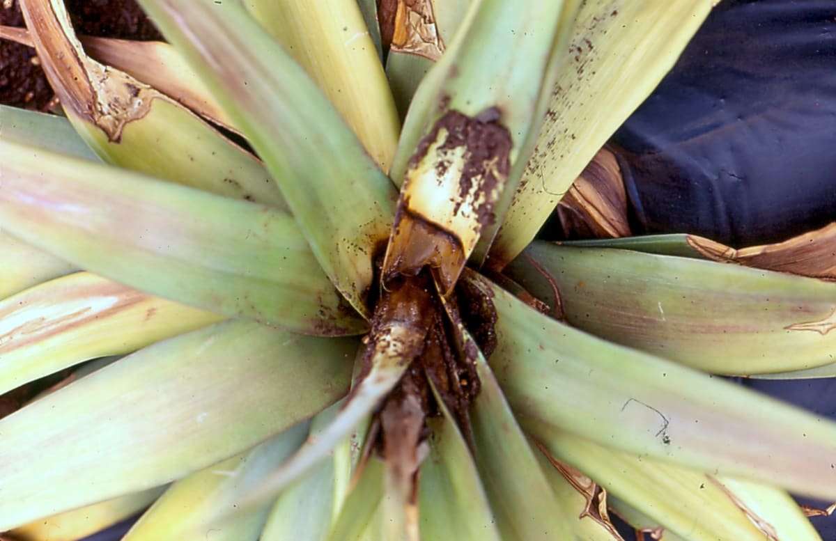 Pineapple Phytophthora heart rot2