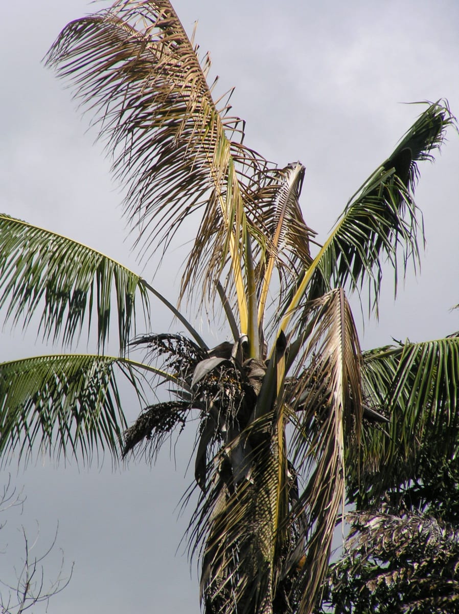 Coconut heart rot- necrotic heart leaves