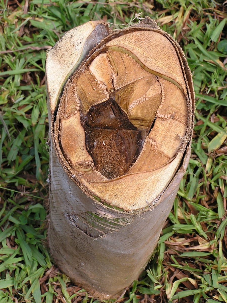 Coconut heart rot- Internal stem necrosis (basal)
