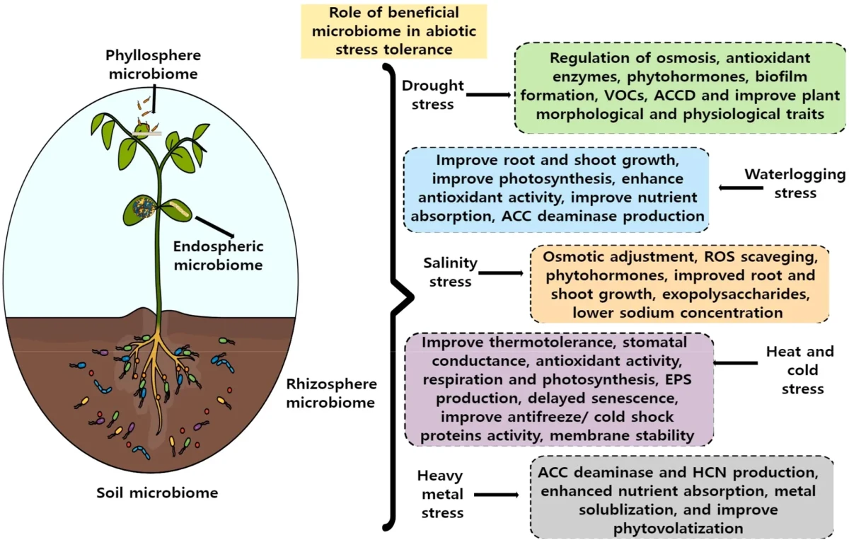 Role of plant beneficial microbiota in plant abiotic stress tolerance