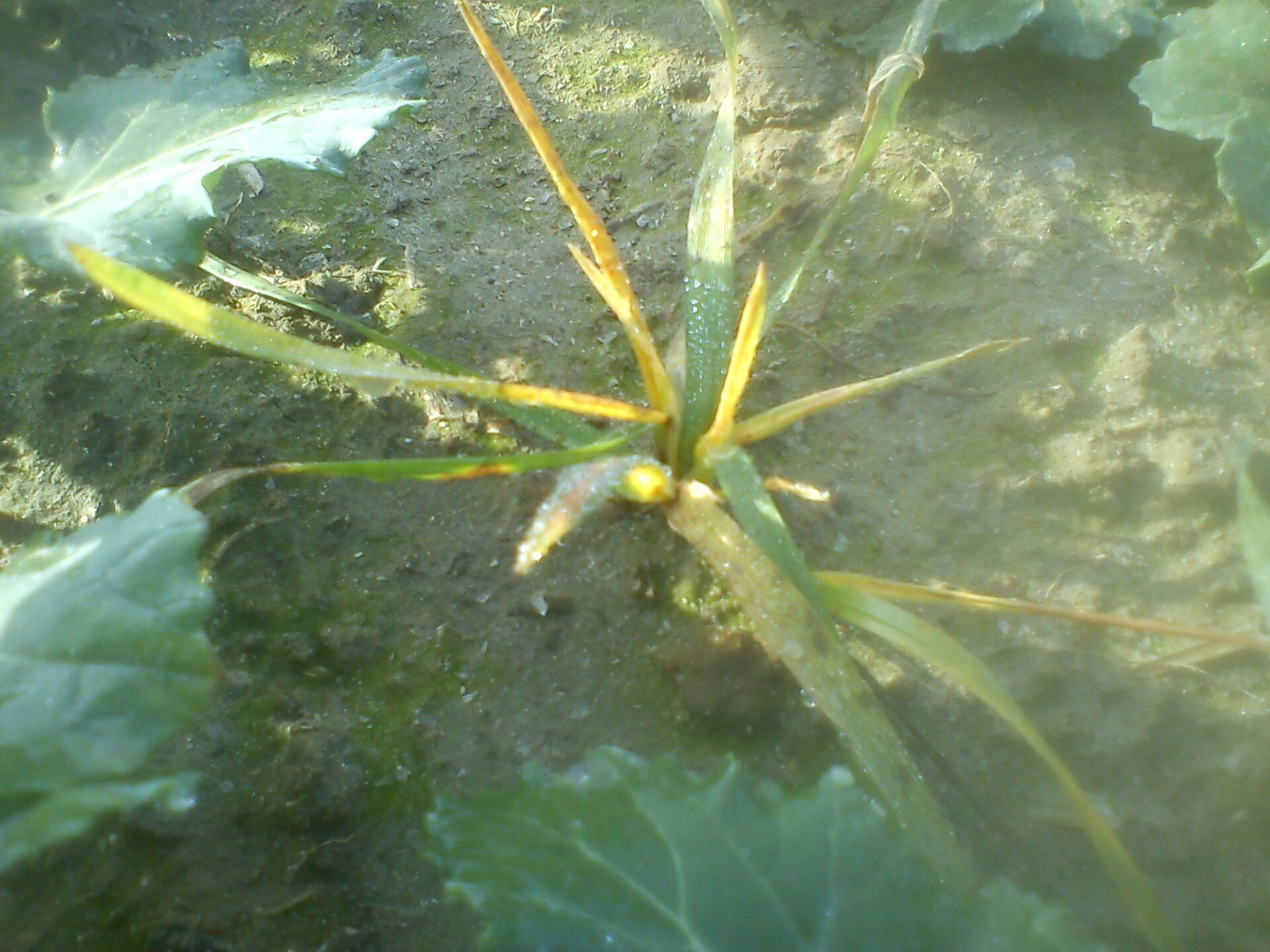 The damage on wheat after using herbicide on monocotyledon in rape tillage 2.