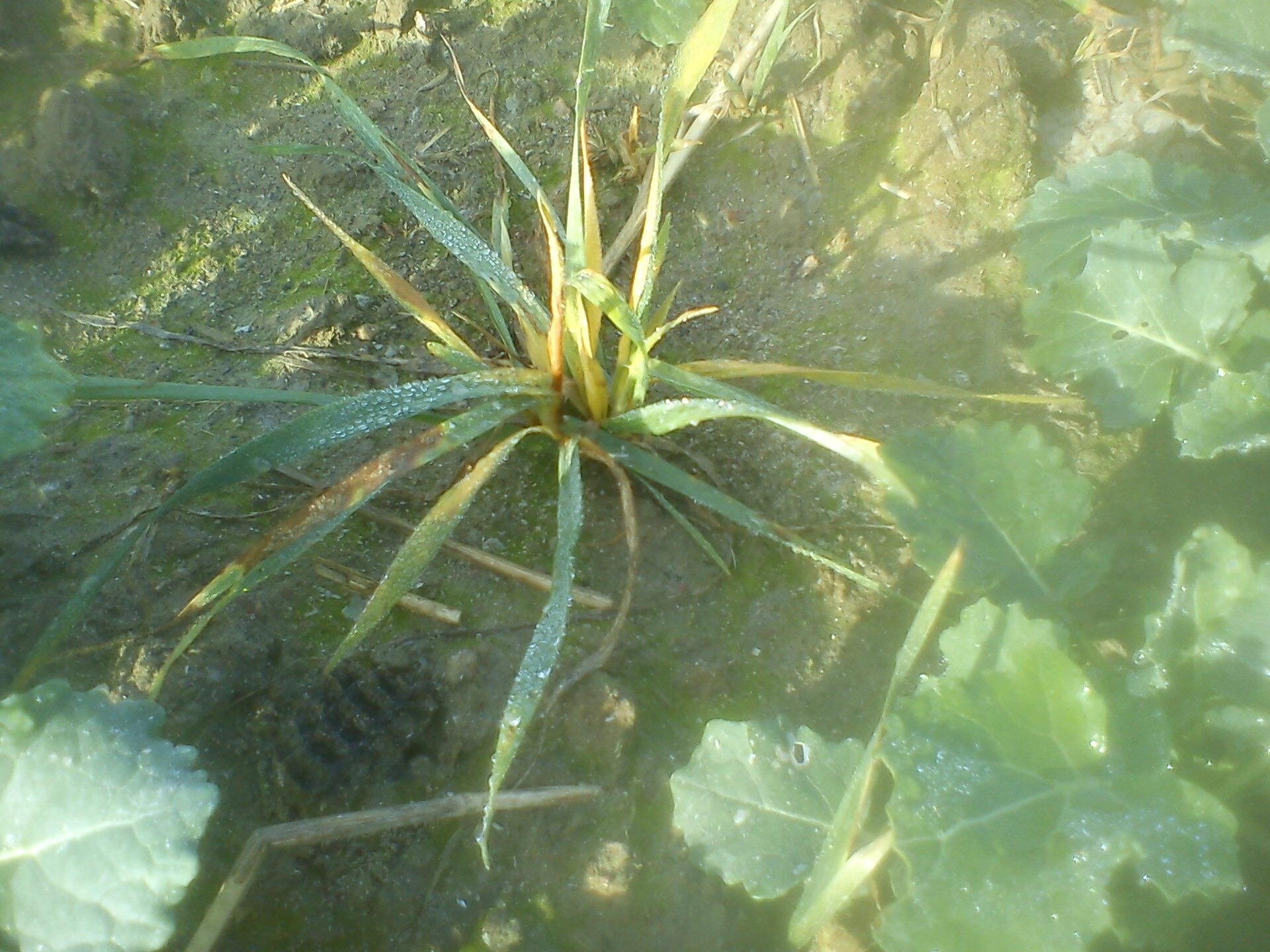 The damage on wheat after using herbicide on monocotyledon in rape tillage.