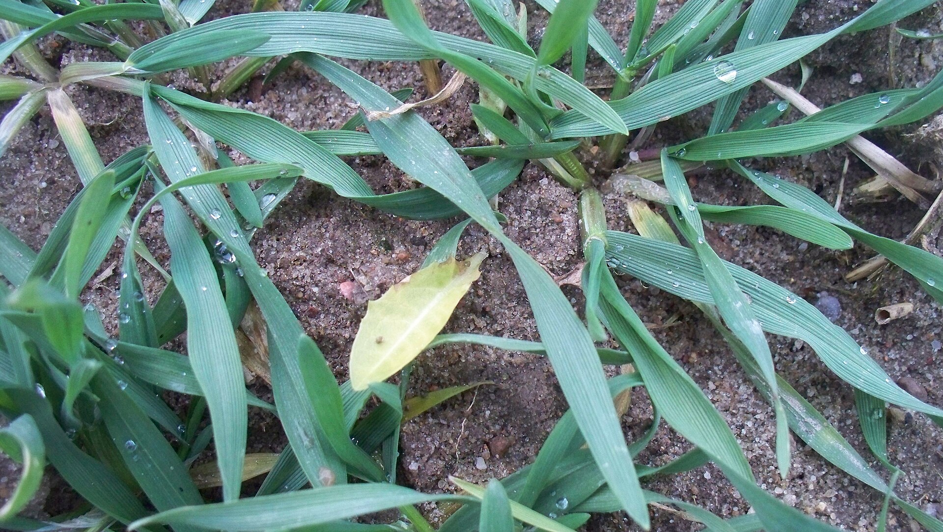 Taraxacum damaged by prosulfocarb
