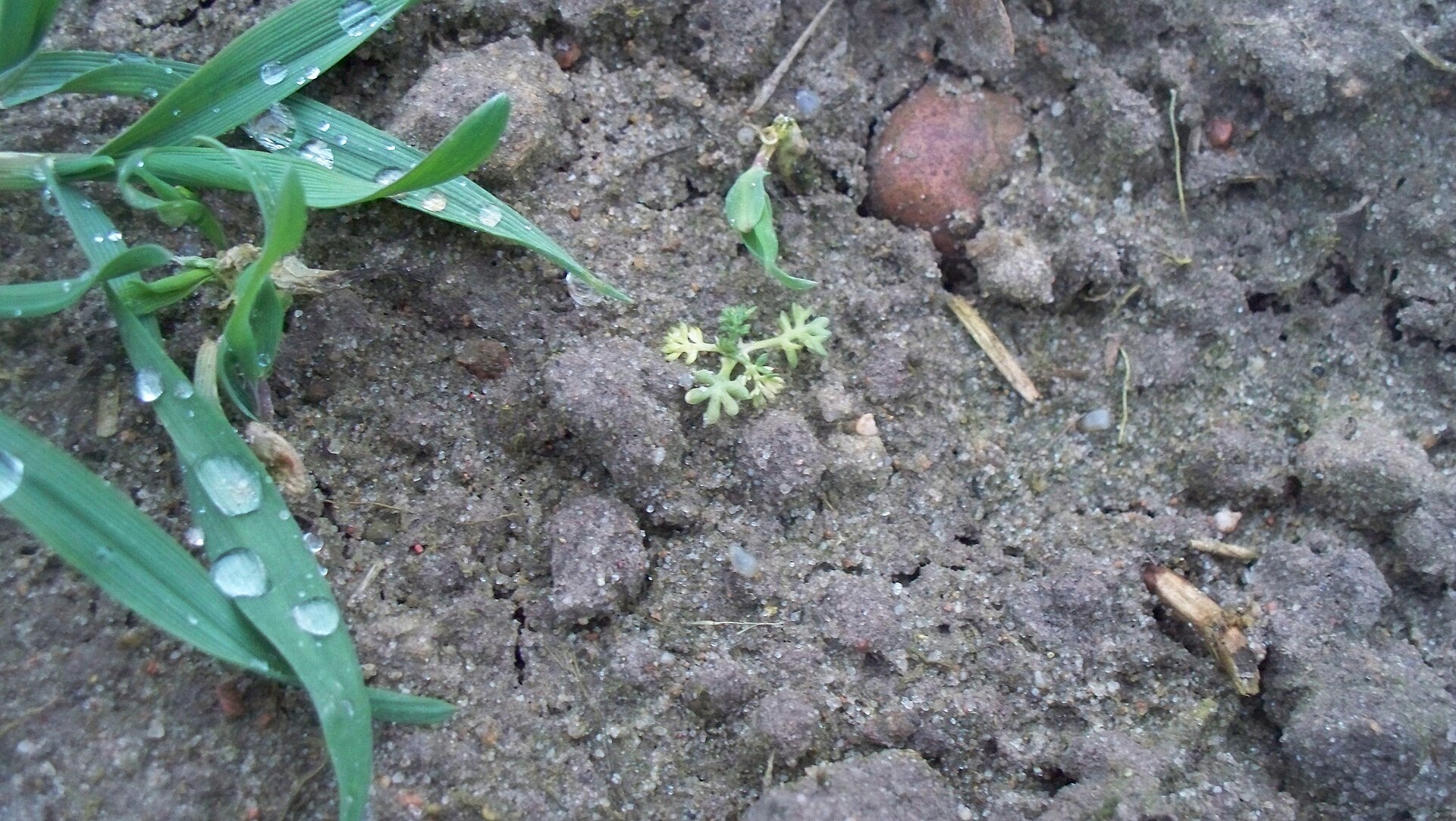 Matriciara maritima damaged by prosulfocarb