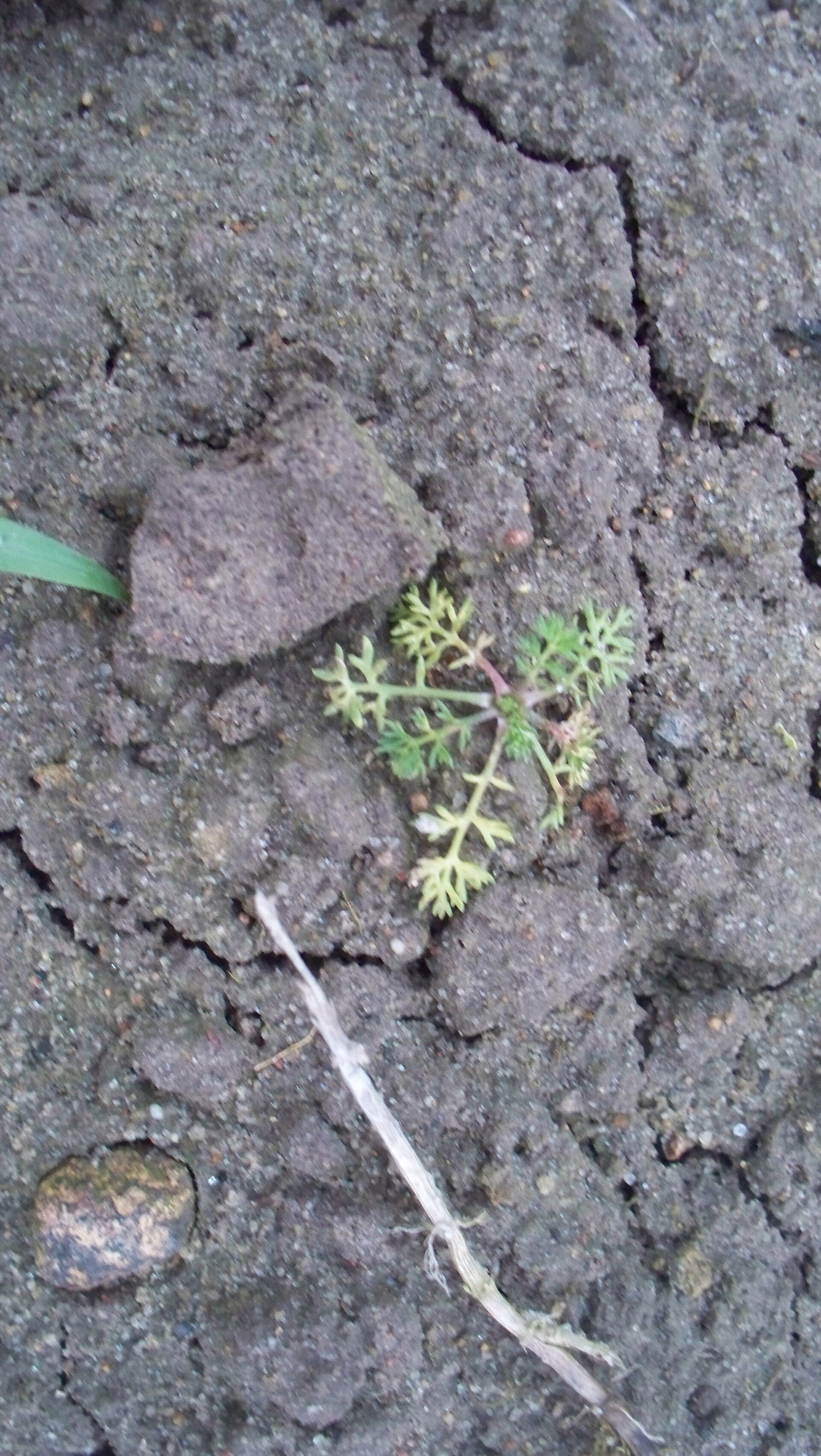 Matriciara maritima damaged by prosulfocarb 2