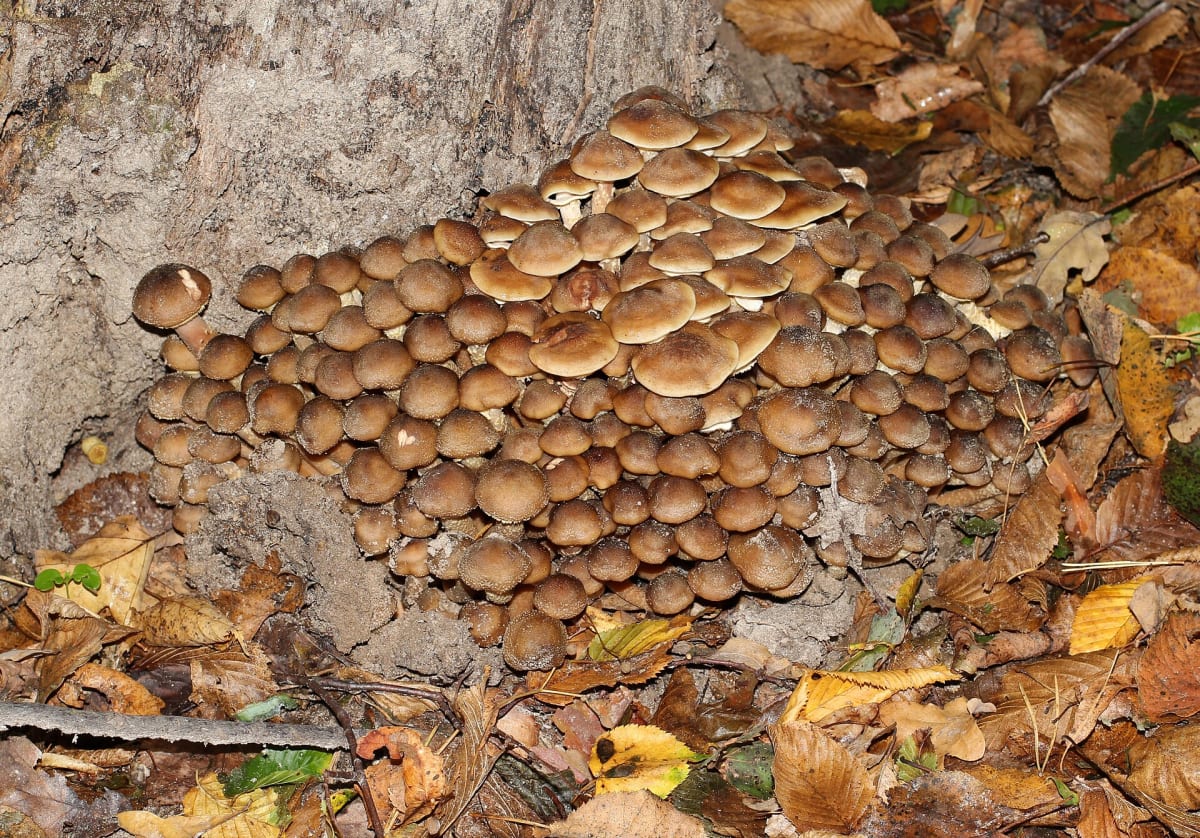 Armillaria mellea