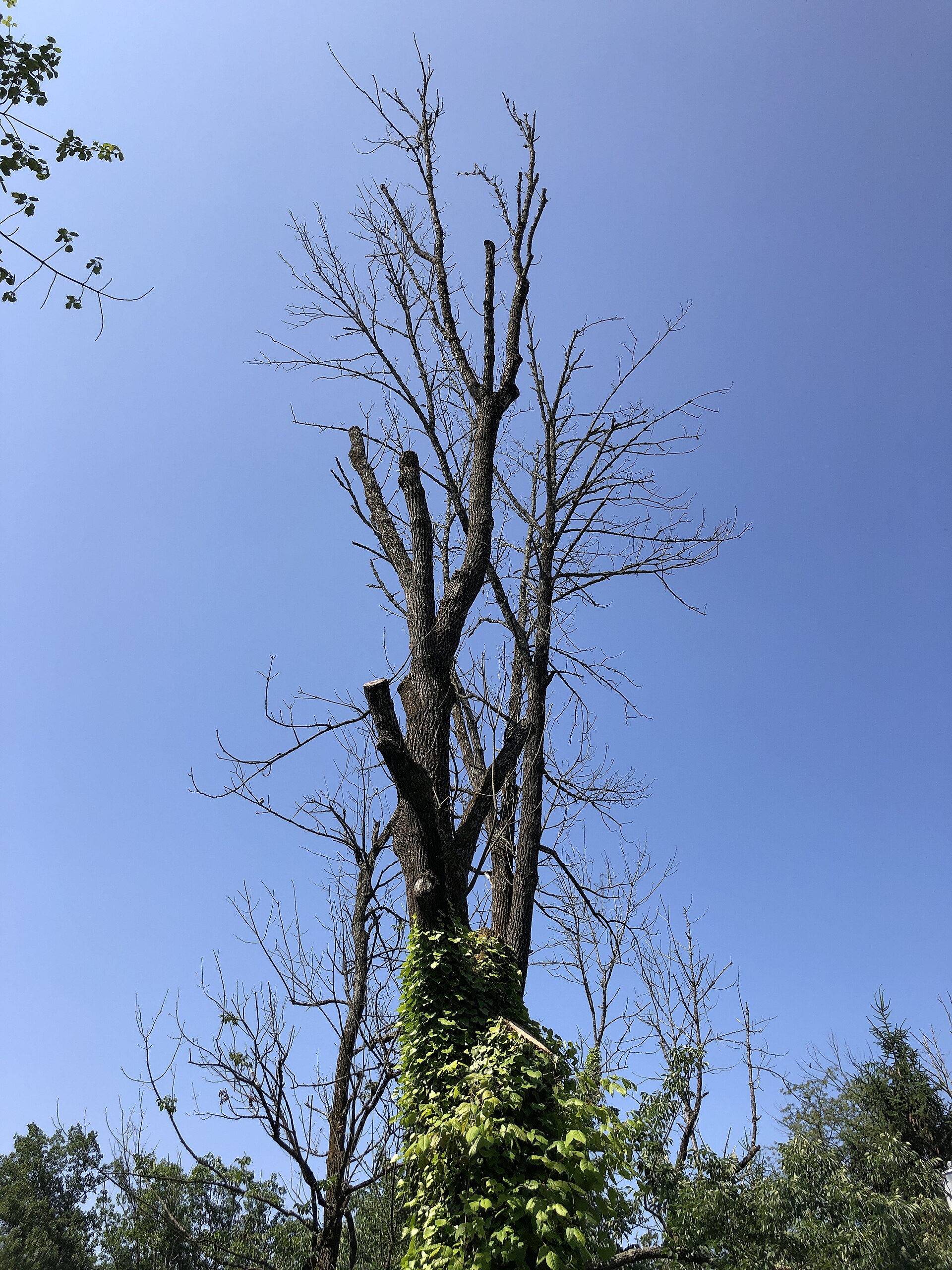 A White Ash killed by Emerald Ash Borer along Seven Oaks Lane in the Mountainview section of Ewing Township, Mercer County, New Jersey