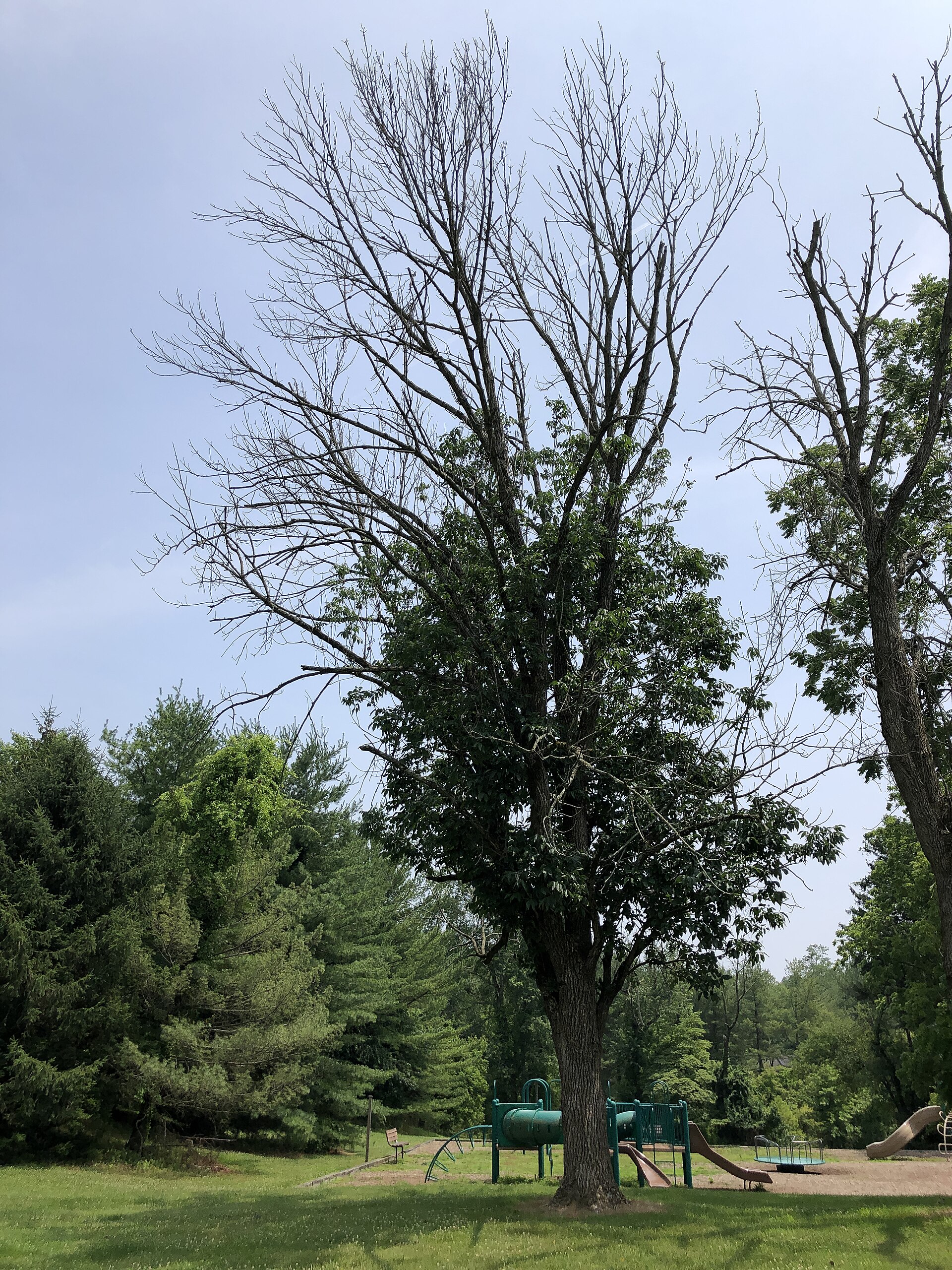 White Ash succumbing to Emerald Ash Borer within Ann M. Banchoff Park in the Mountainview section of Ewing Township, Mercer County, New Jersey