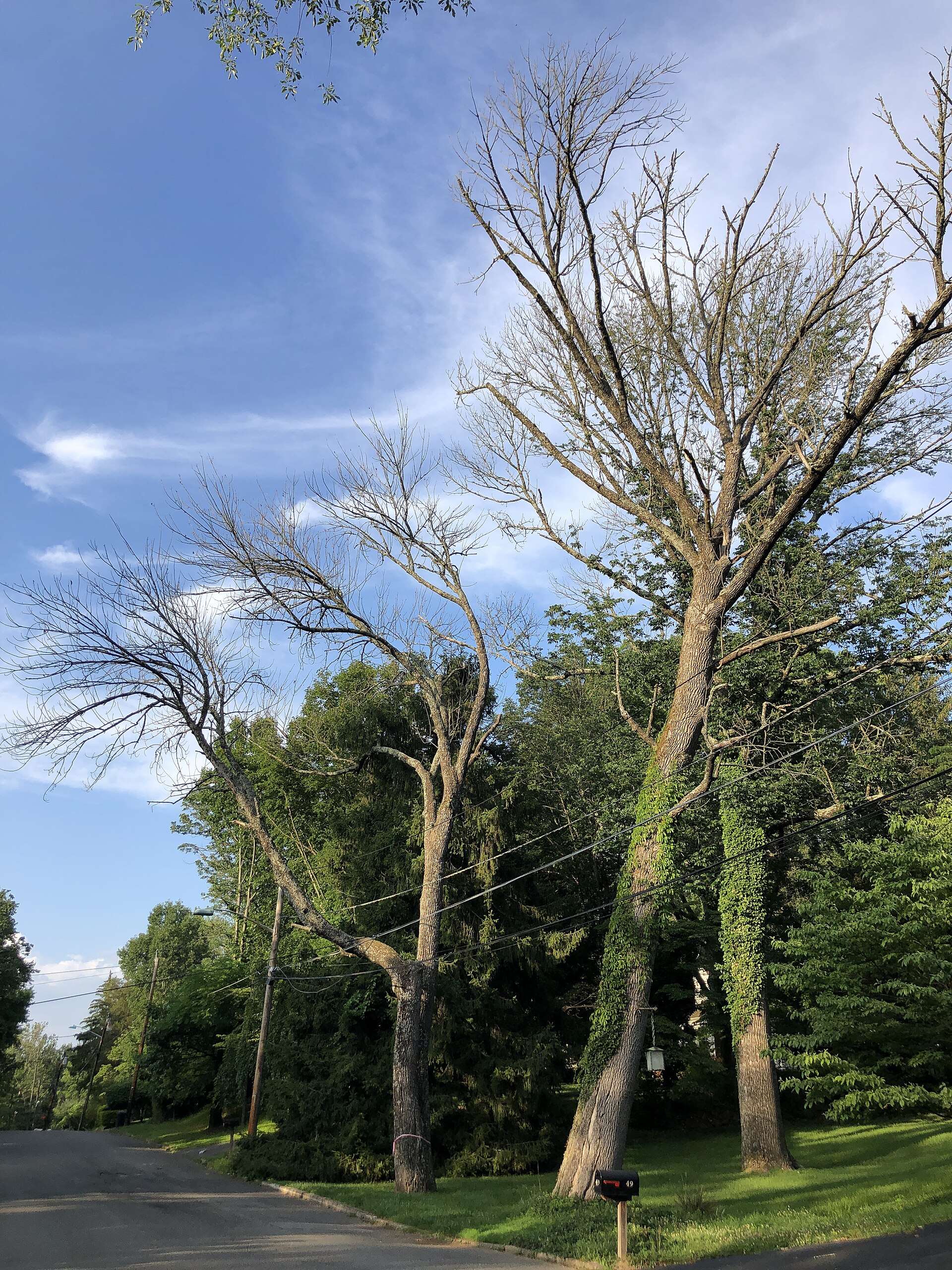 White Ash trees killed by Emerald Ash Borer along Montague Avenue in the Mountainview section of Ewing Township, Mercer County, New Jersey