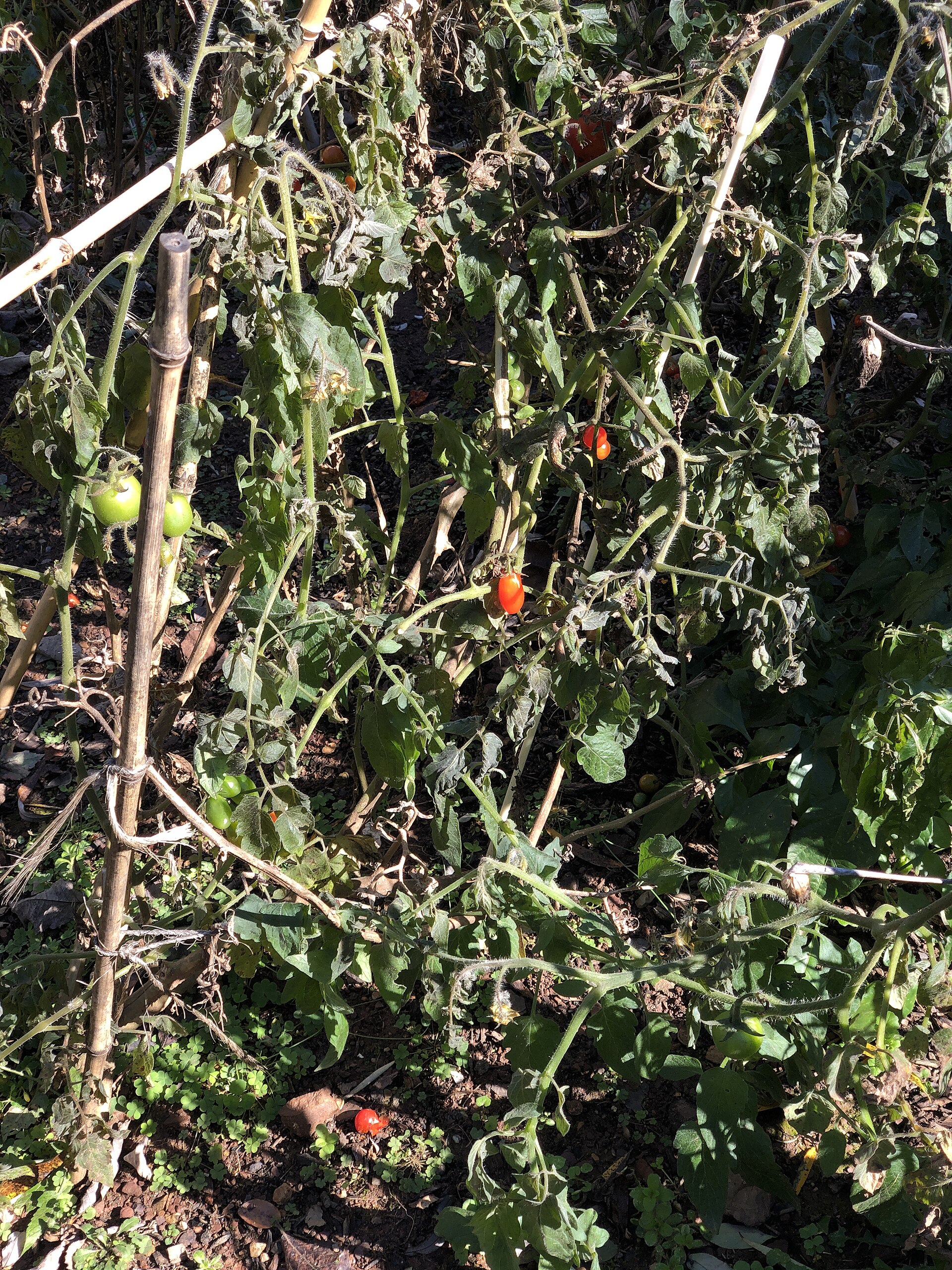 Tomato plants killed by frost along Indale Court in the Franklin Farm section of Oak Hill, Fairfax County, Virginia