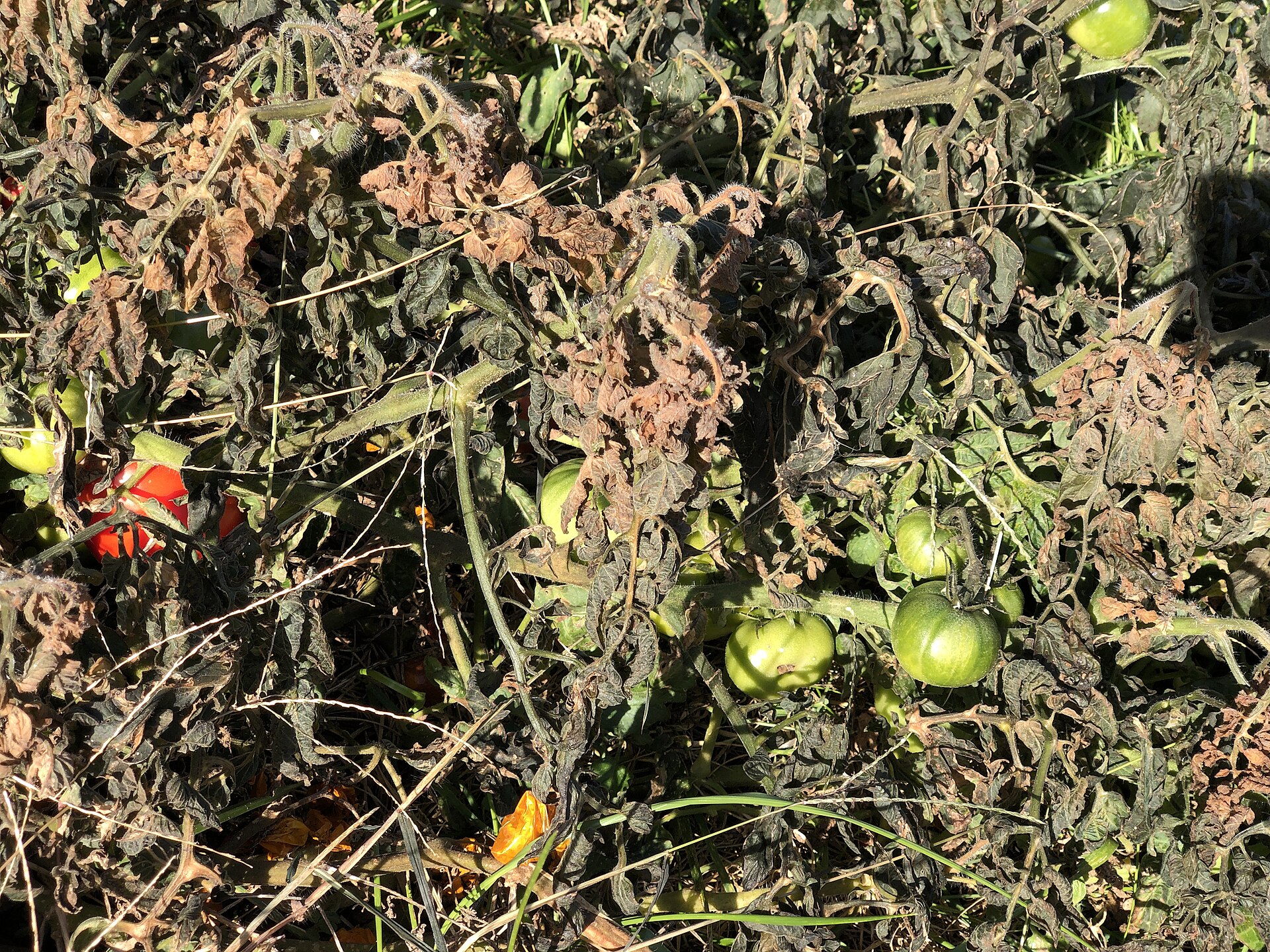 Tomato plants killed by frost along Old Dairy Court in the Franklin Farm section of Oak Hill, Fairfax County, Virginia