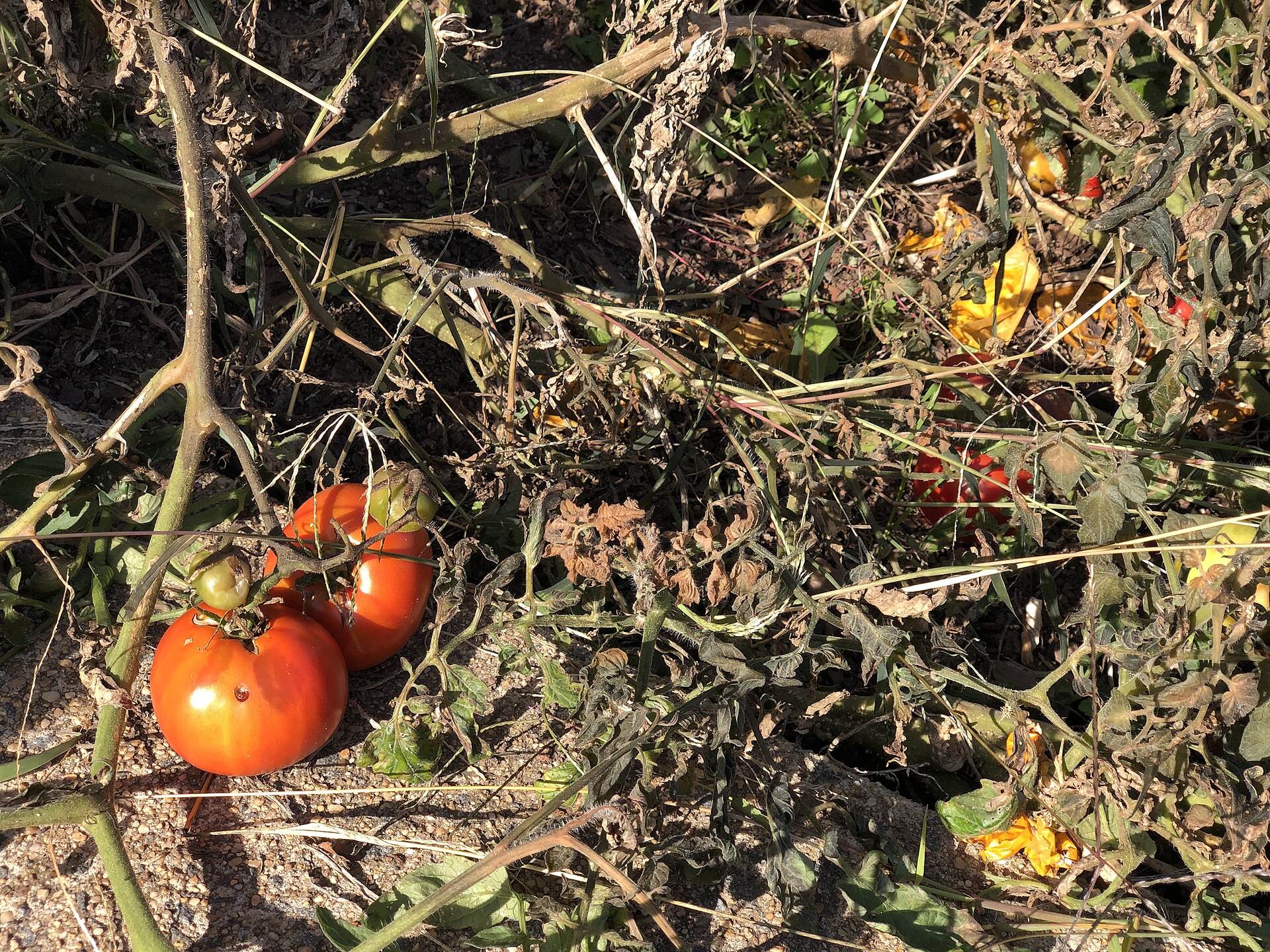 Tomato plants killed by frost along Old Dairy Court in the Franklin Farm section of Oak Hill, Fairfax County, Virginia