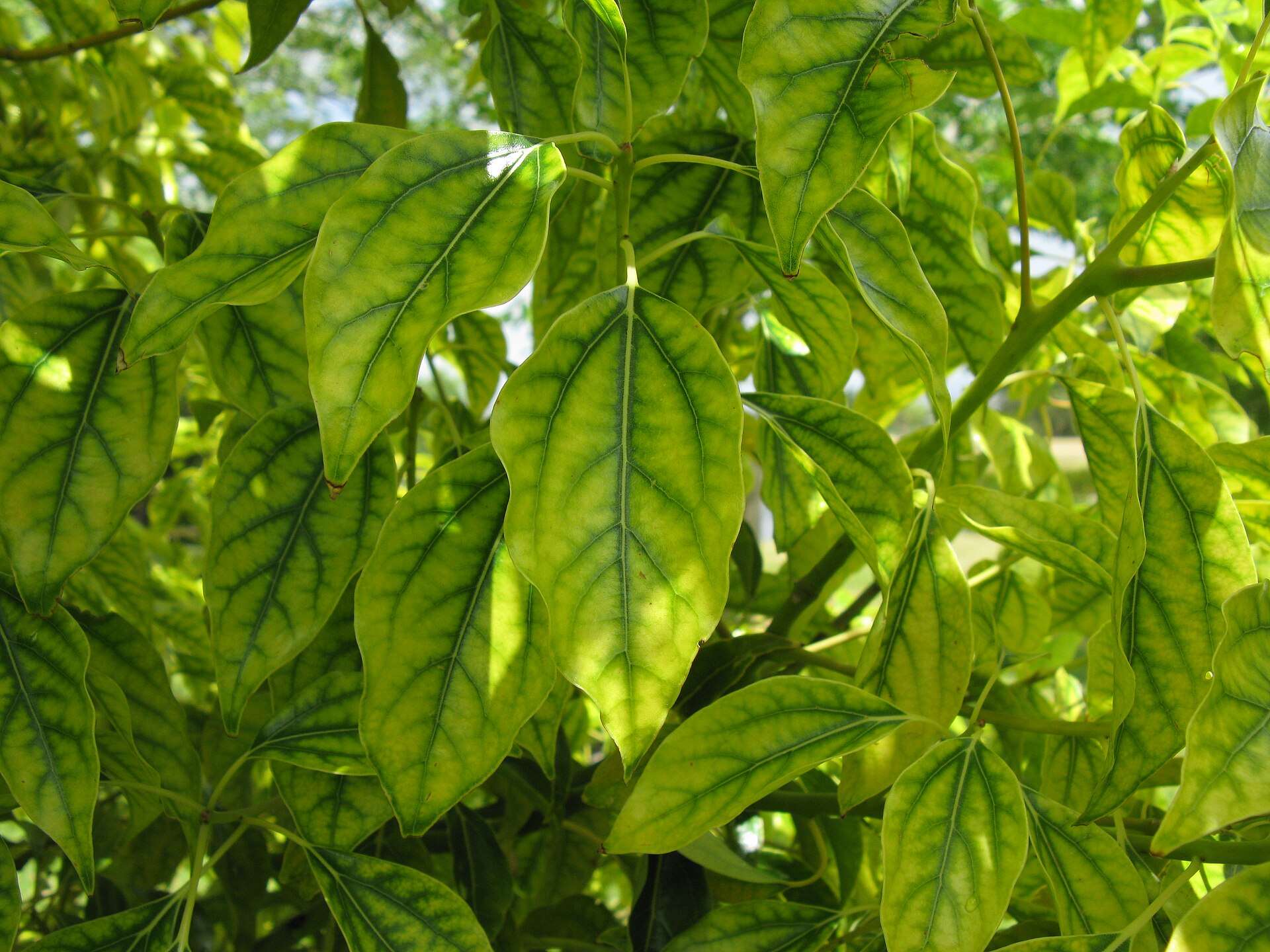 Cinnamomum camphora mineral deficiency