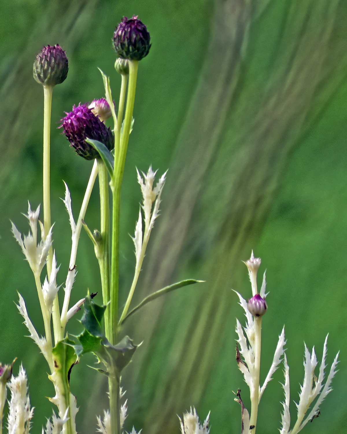 Creeping thistle 'Cirsium arvense' chlorosis, in Hatfield Broad Oak, Essex, England 2