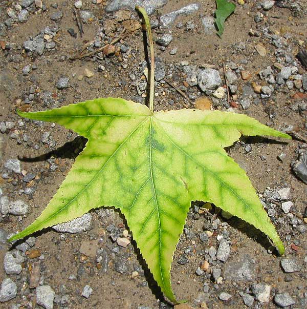 Sweetgum-leaf-interveinal-chlorosis