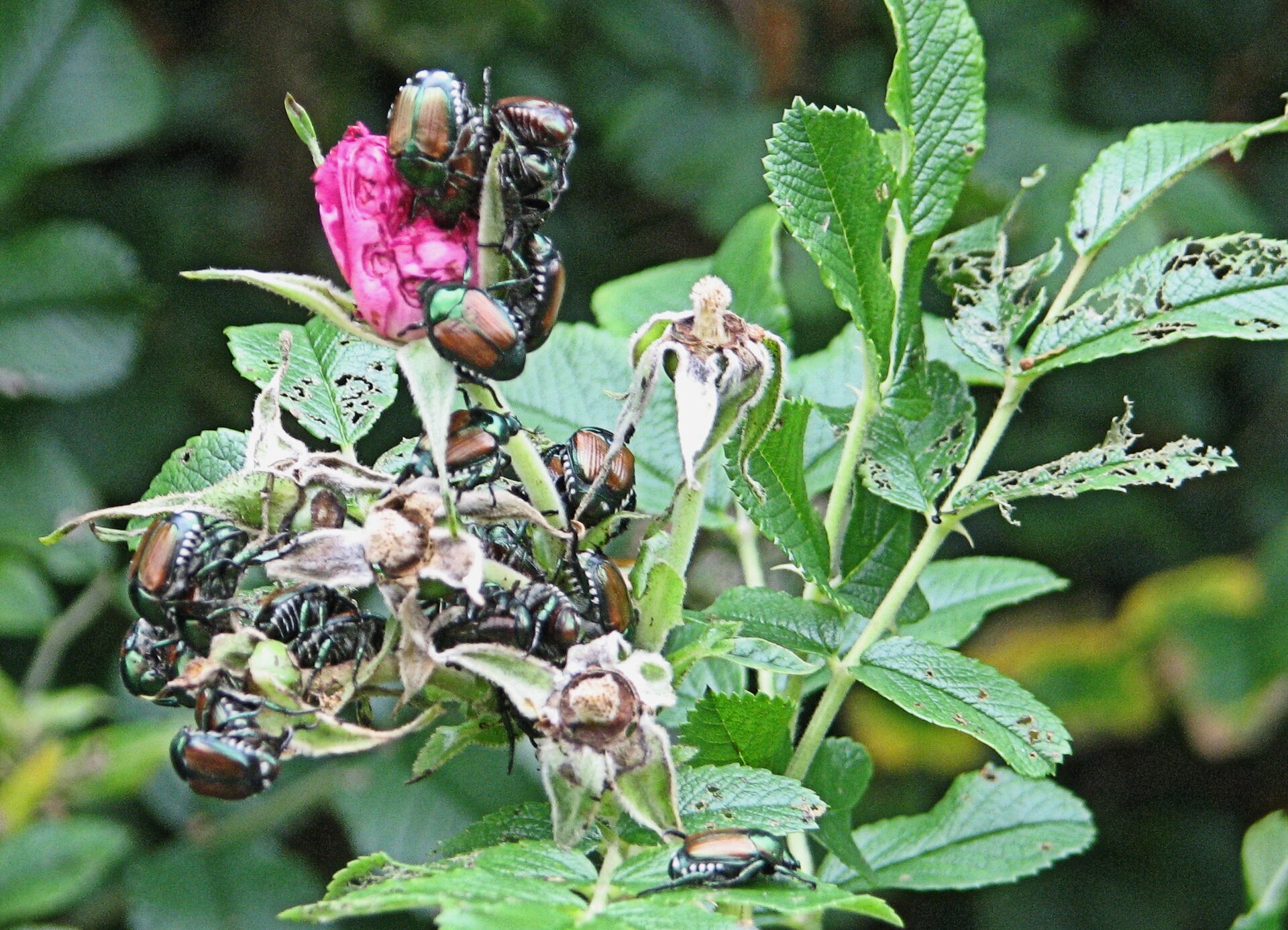 Japanese Beetles on Pasture Rose, Ottawa
