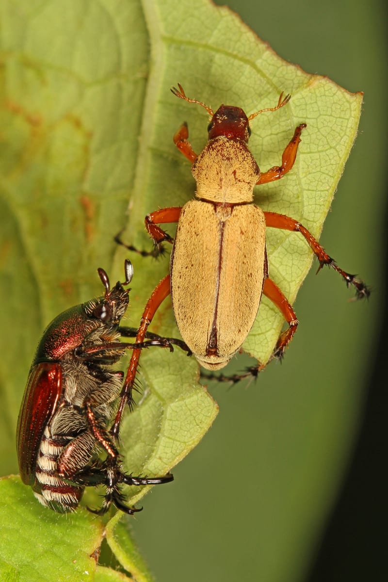 Rose Chafer? and Japanese Beetle - Popillia japonica, Jones Preserve, Washington, Virginia