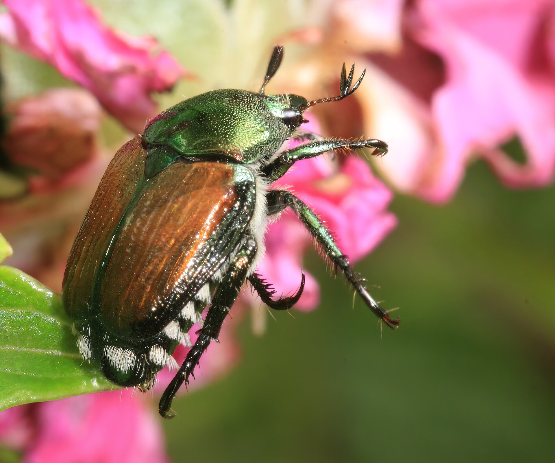 Popillia japonica Japanese Beetle 05