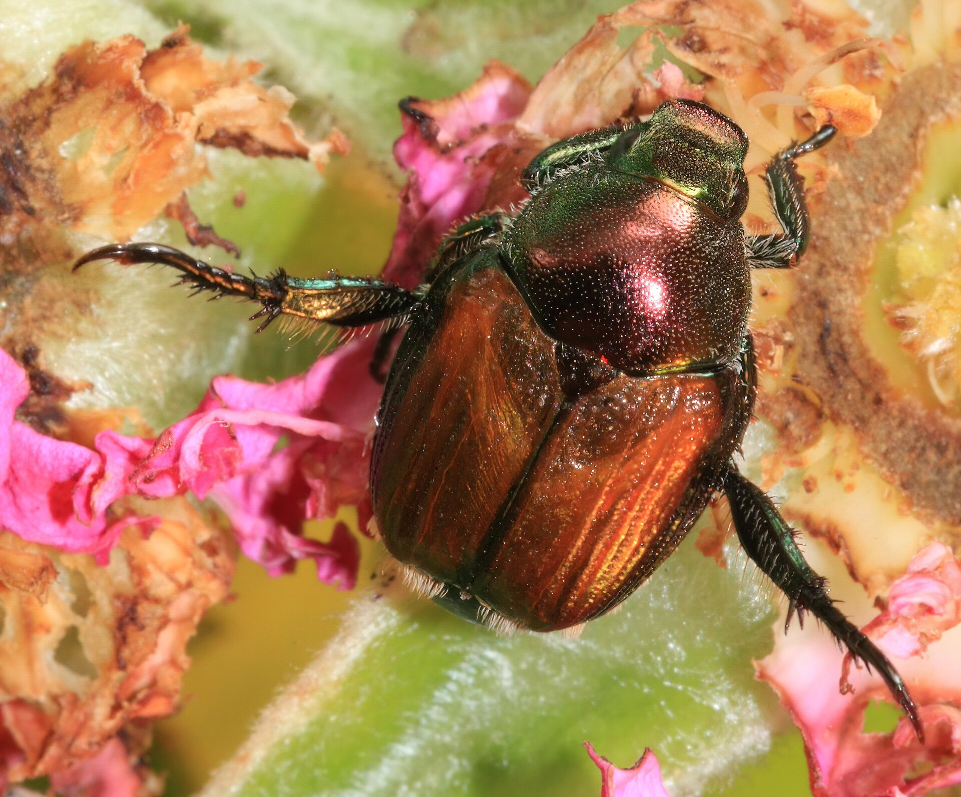 Popillia japonica Japanese Beetle 03