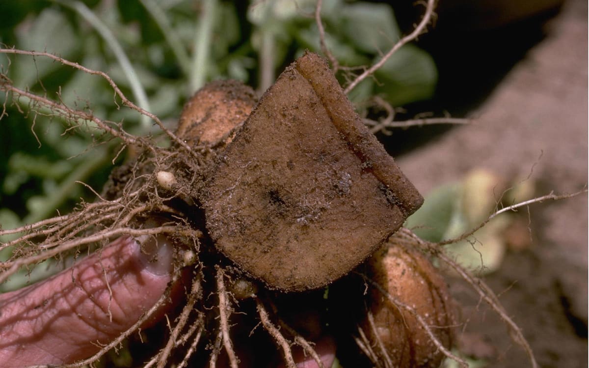 Late blight on potato