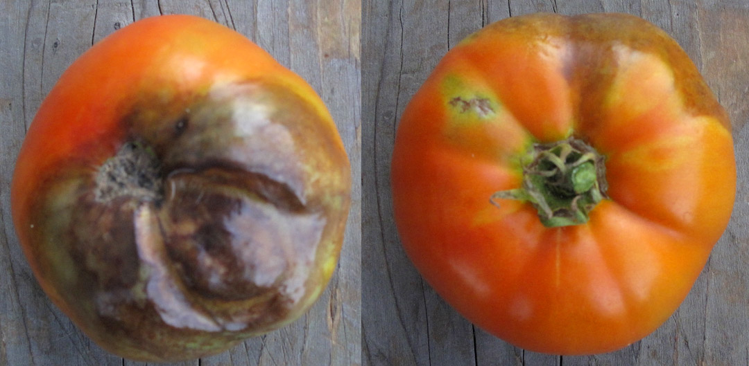Tomato with Phytophthora infestans (late blight) 2