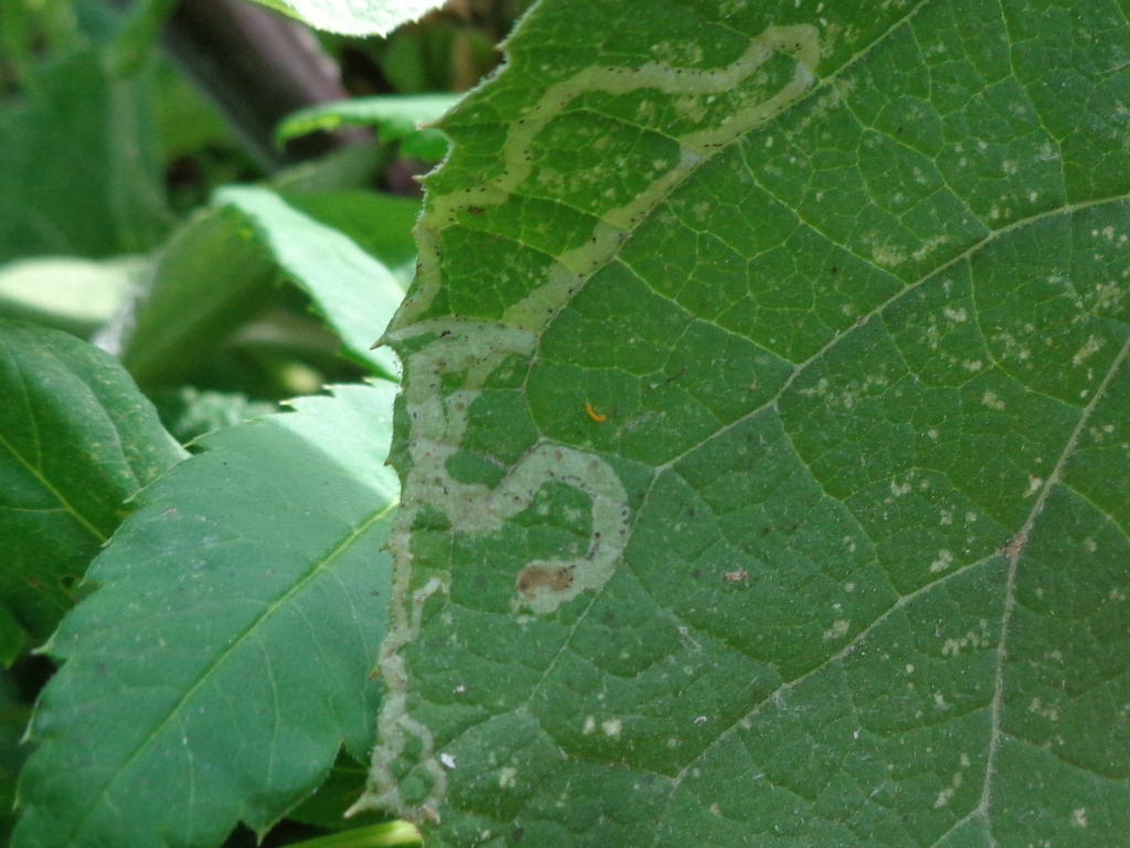 Liriomyza bryoniae 01