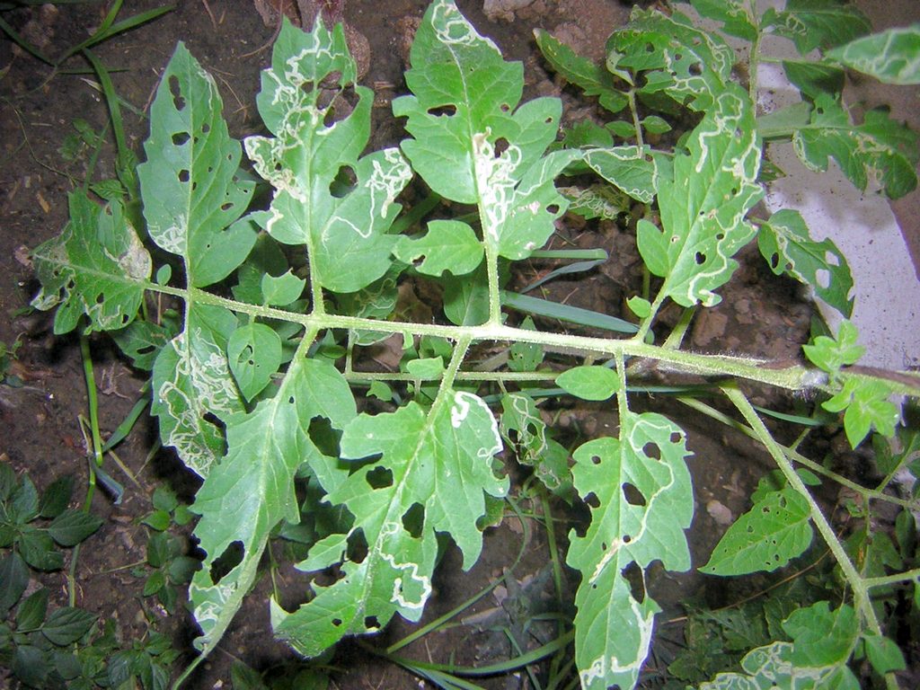 Agromyzidae tomato Минирующие мухи