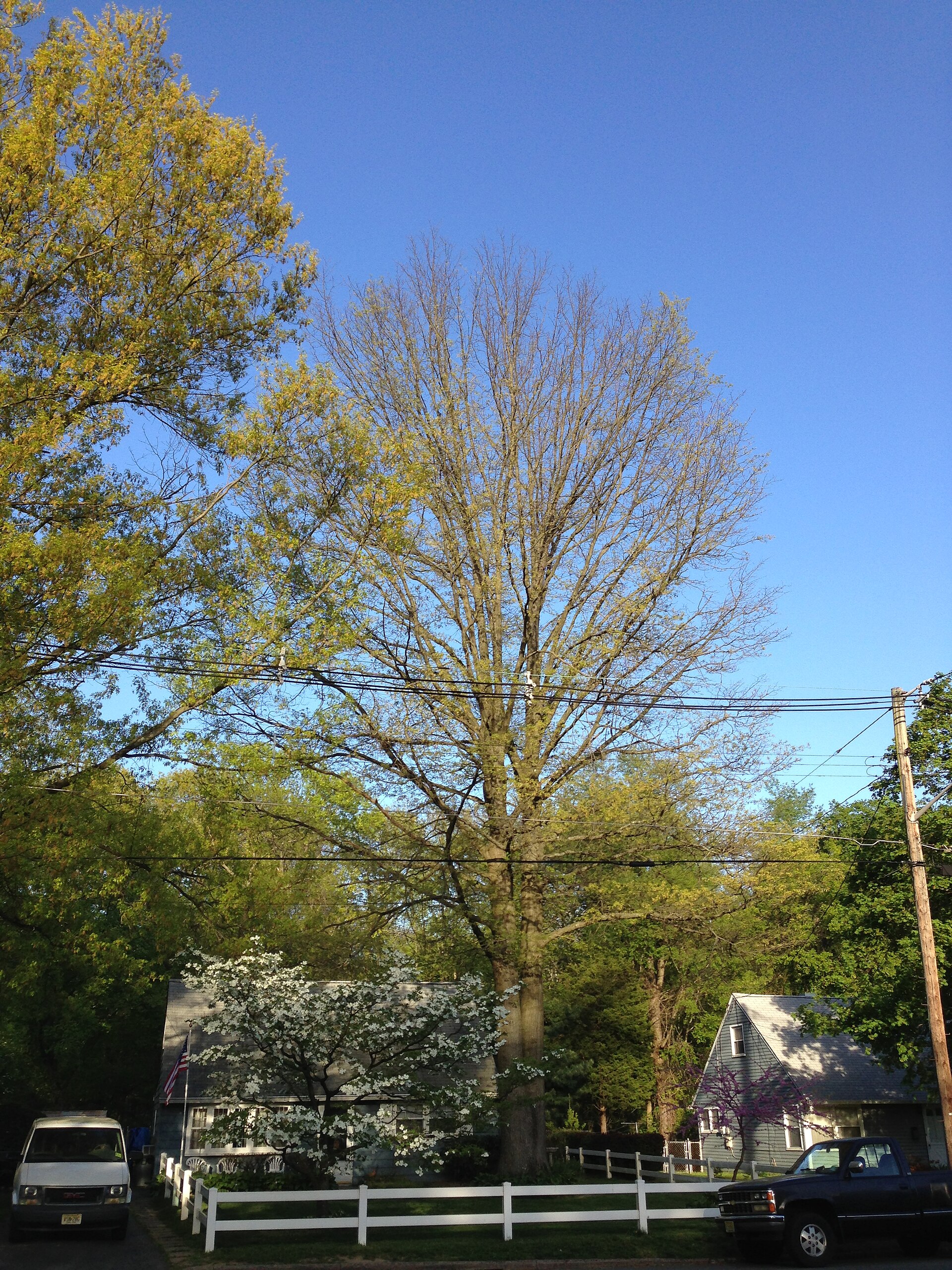 Quercus palustris (Pin Oak) with bacterial leaf scorch during spring leaf out in Ewing, New Jersey