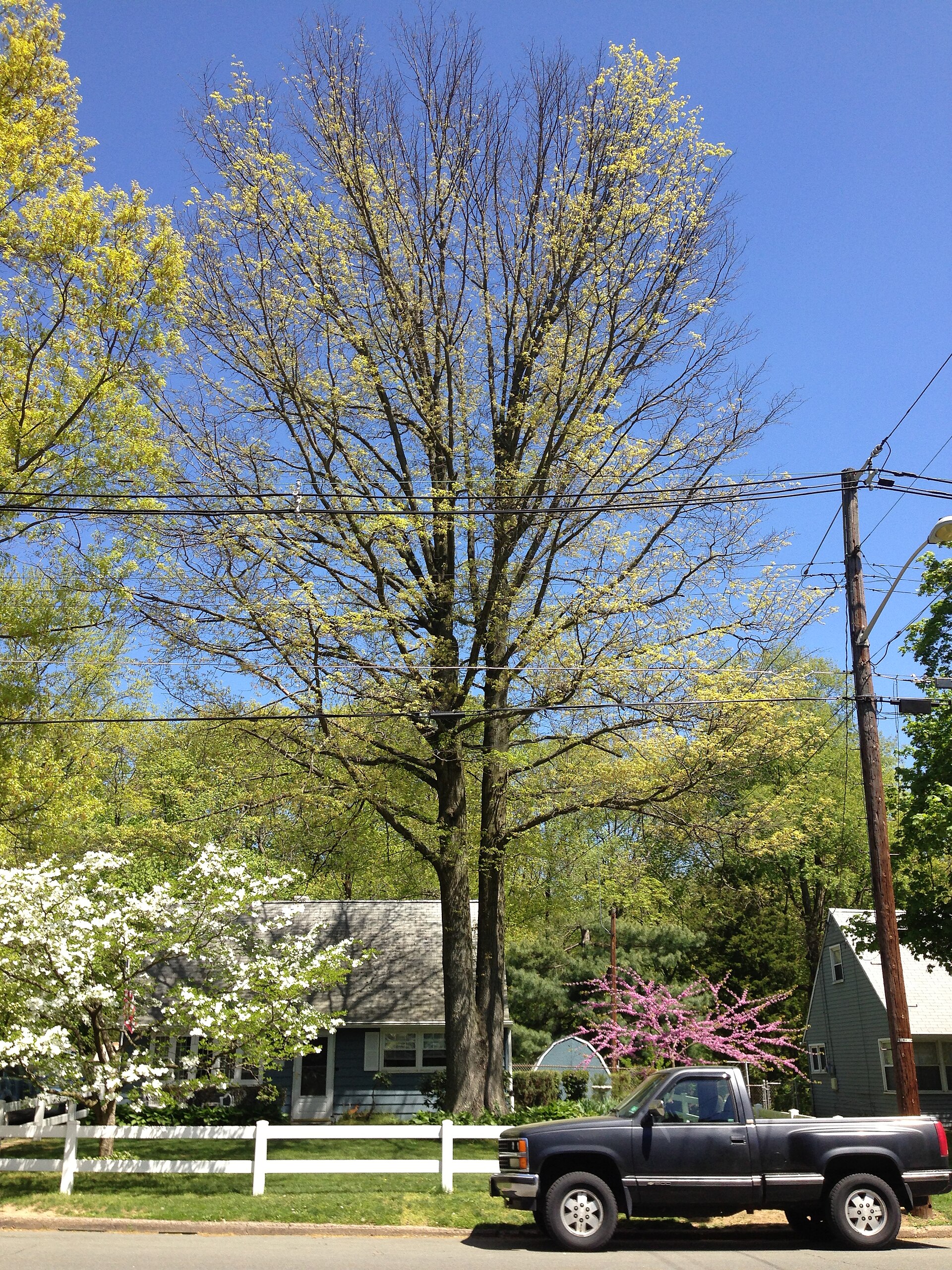 Leafing out Quercus palustris (Pin Oak) suffering from bacterial leaf scorch in Ewing, New Jersey