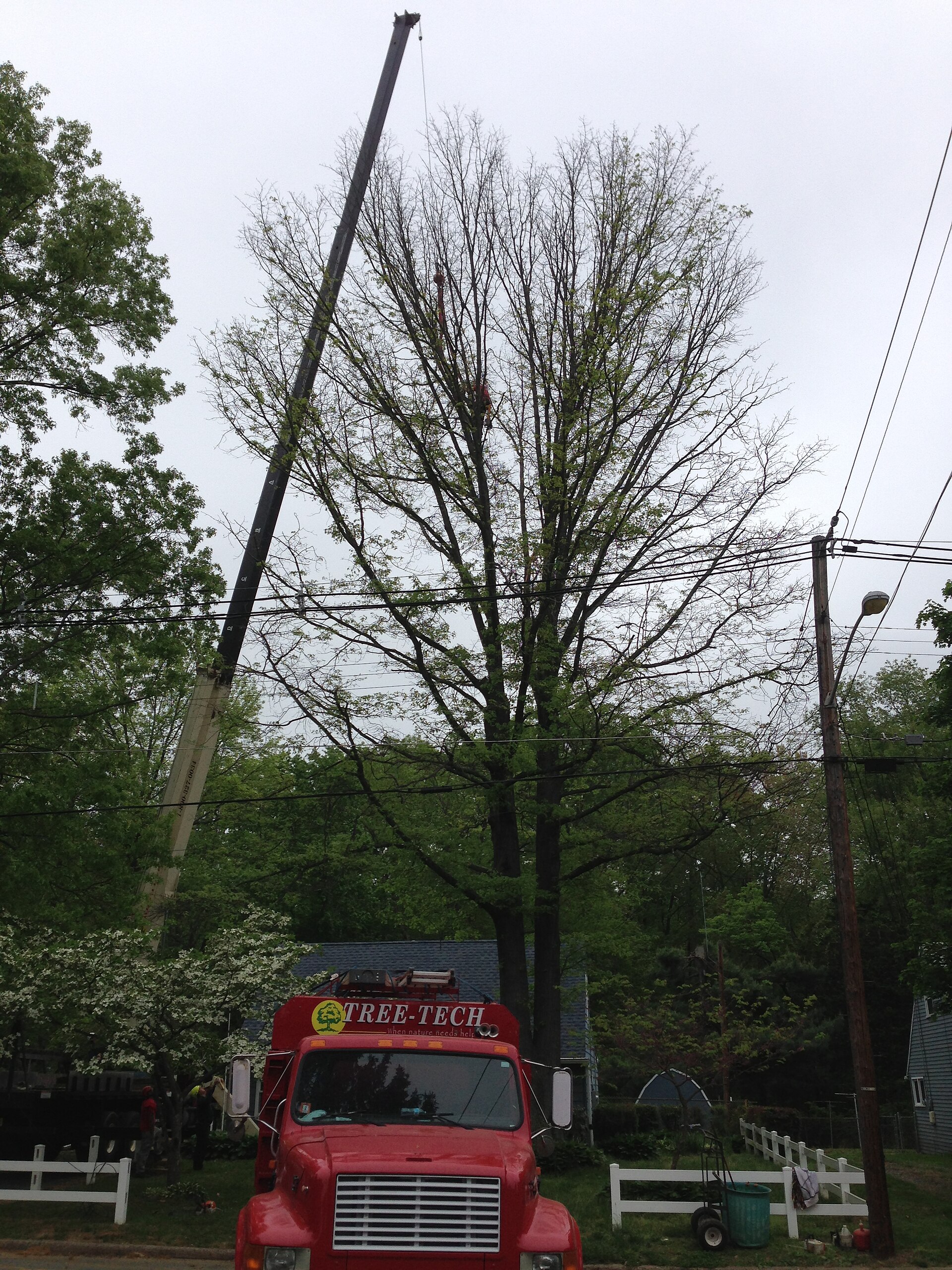 Removal of a Pin Oak infected with bacterial leaf scorch in Ewing, New Jersey