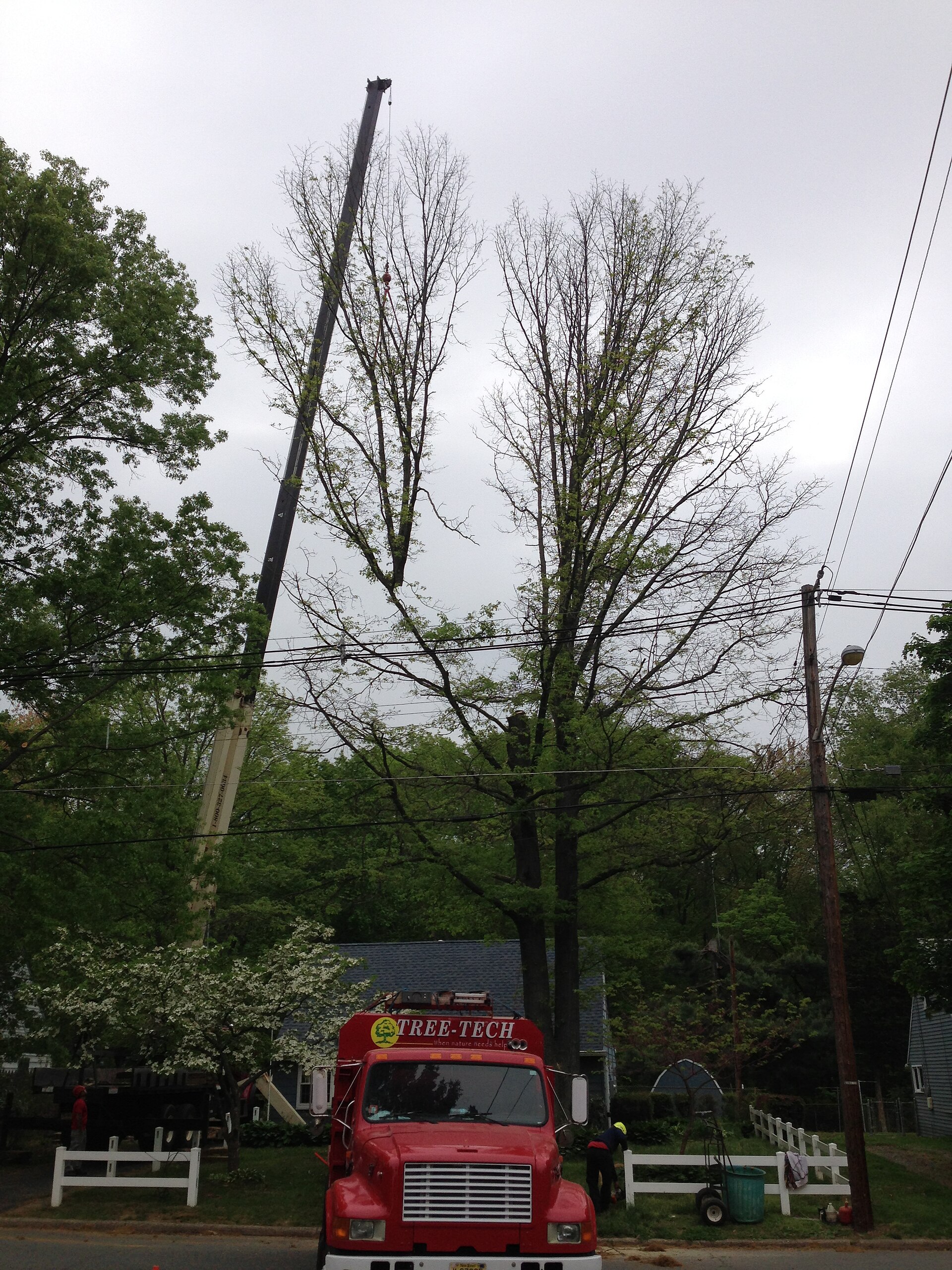 Removal of a Pin Oak infected with bacterial leaf scorch in Ewing, New Jersey