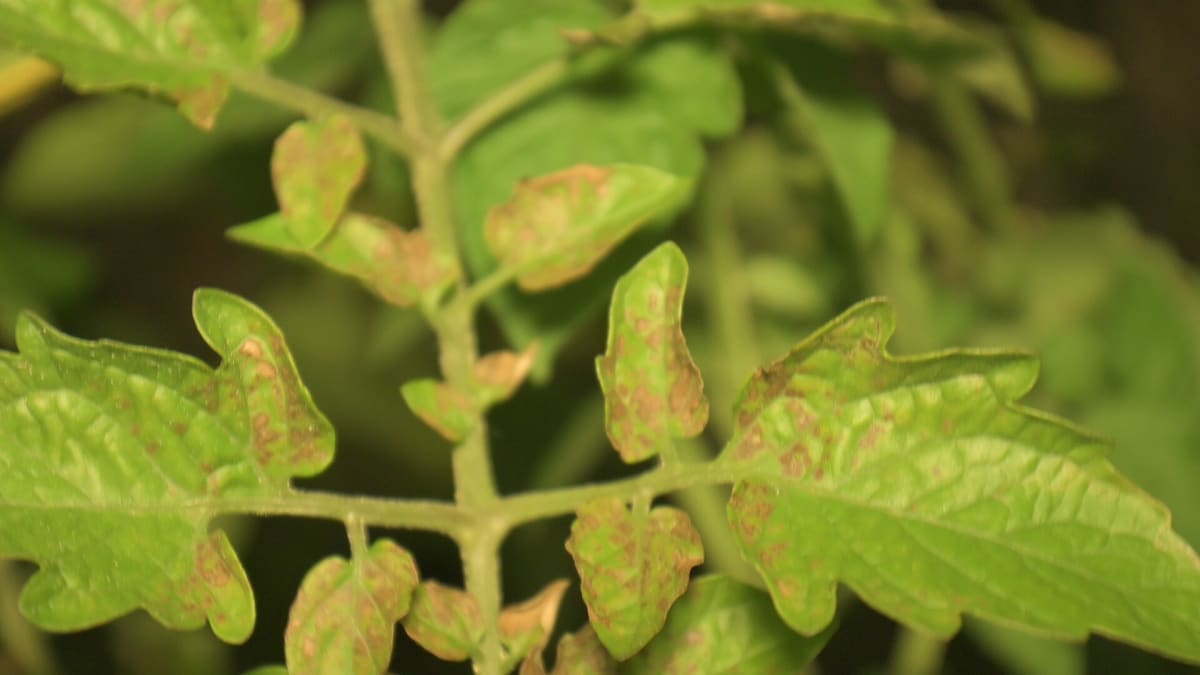 Tomato septoria leaf spot 3007