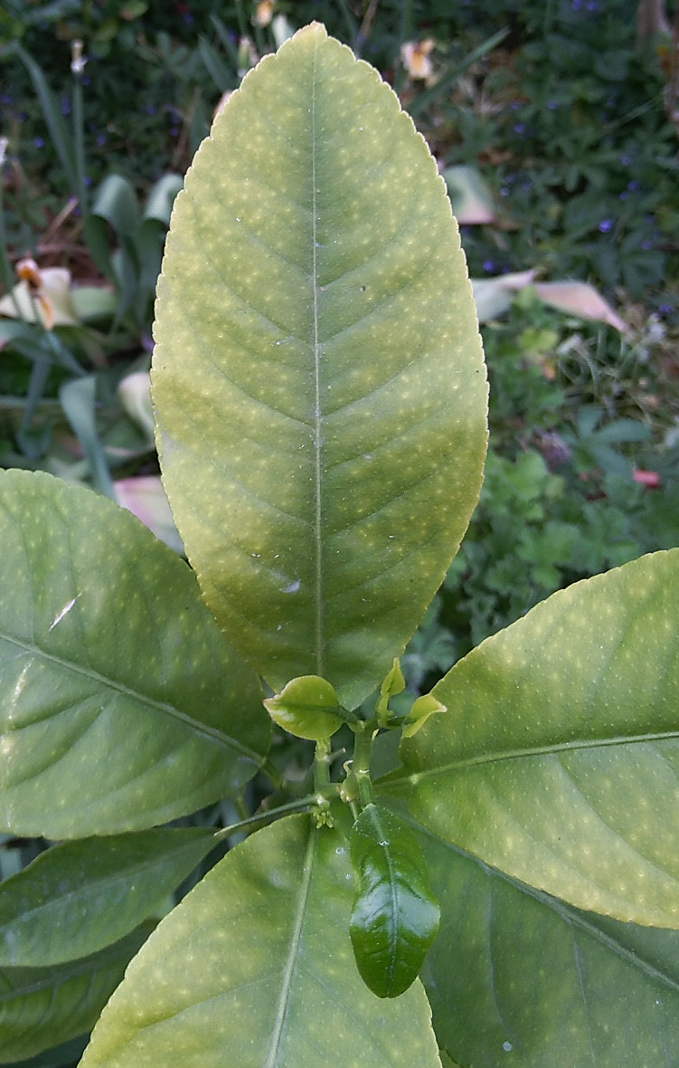 Citrus limon leaf - unidentified deficiency