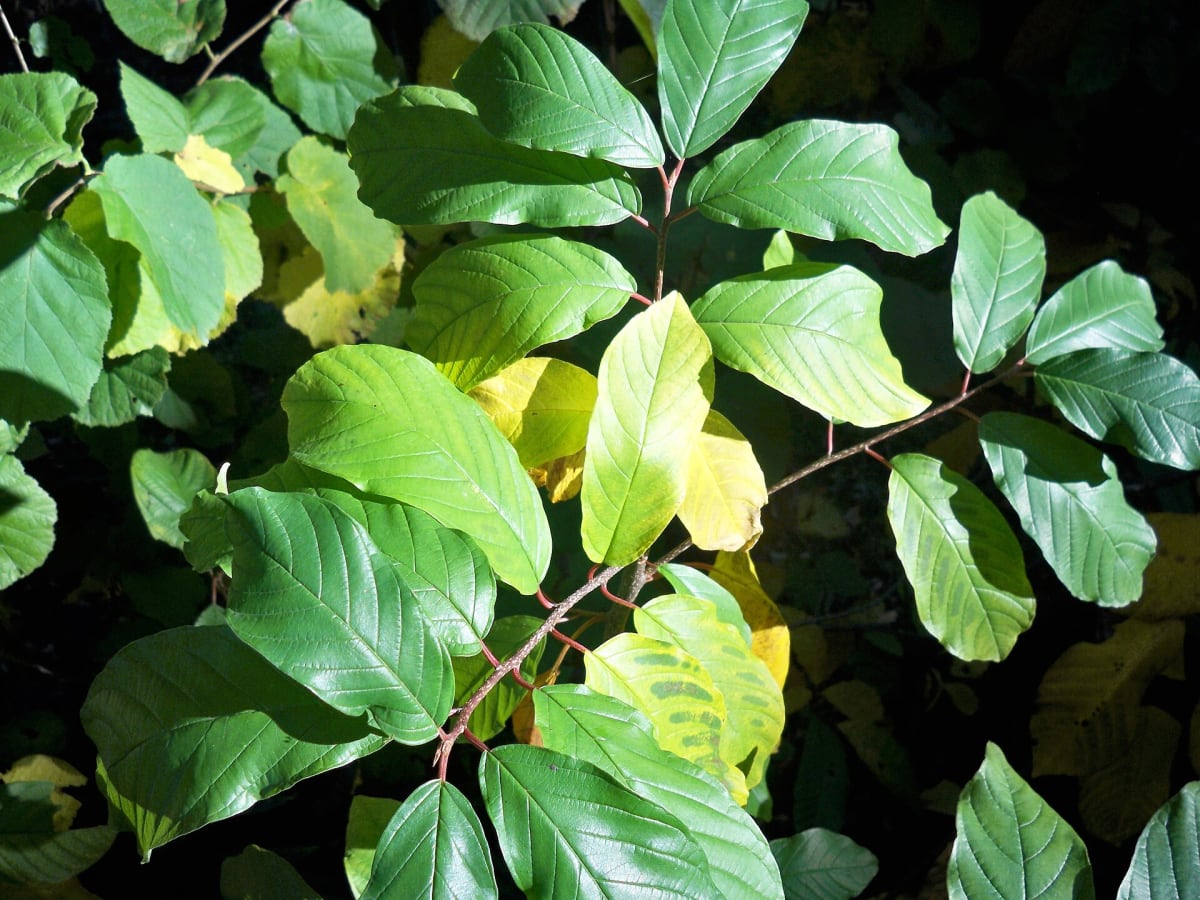 Frangula alnus with magnesium deficiency