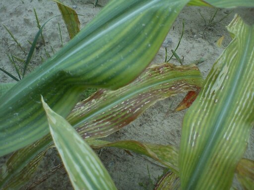 Maize of magnesium deficiency, symptoms on leaves