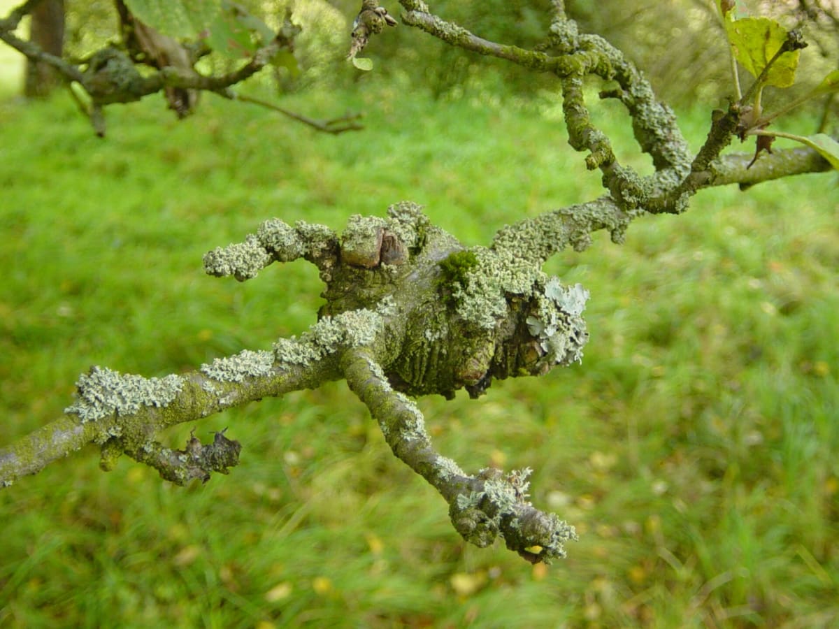 Apple tree with canker