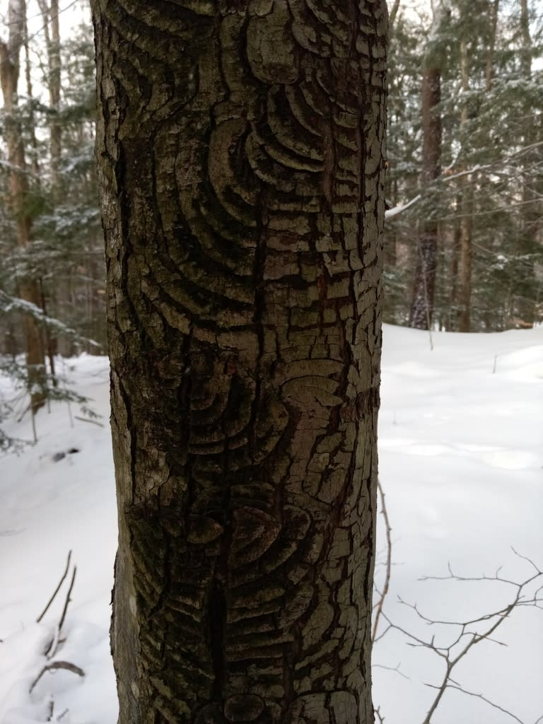 Nectria canker on an affected plant