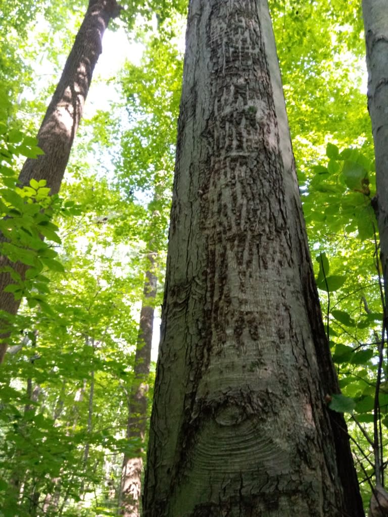 Nectria canker on an affected plant