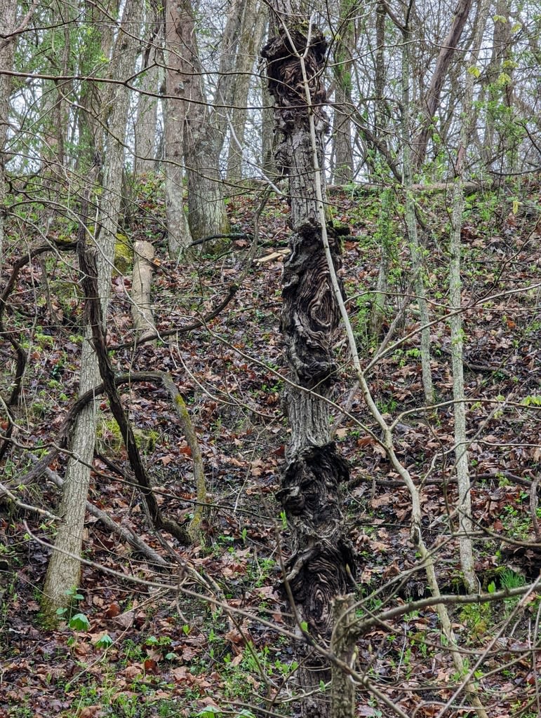 Nectria canker on an affected plant