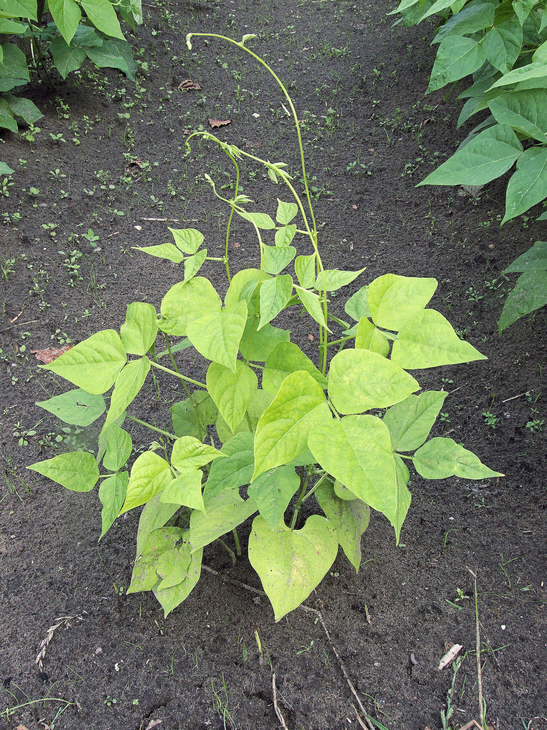 Phaseolus vulgaris nitrogen deficiency