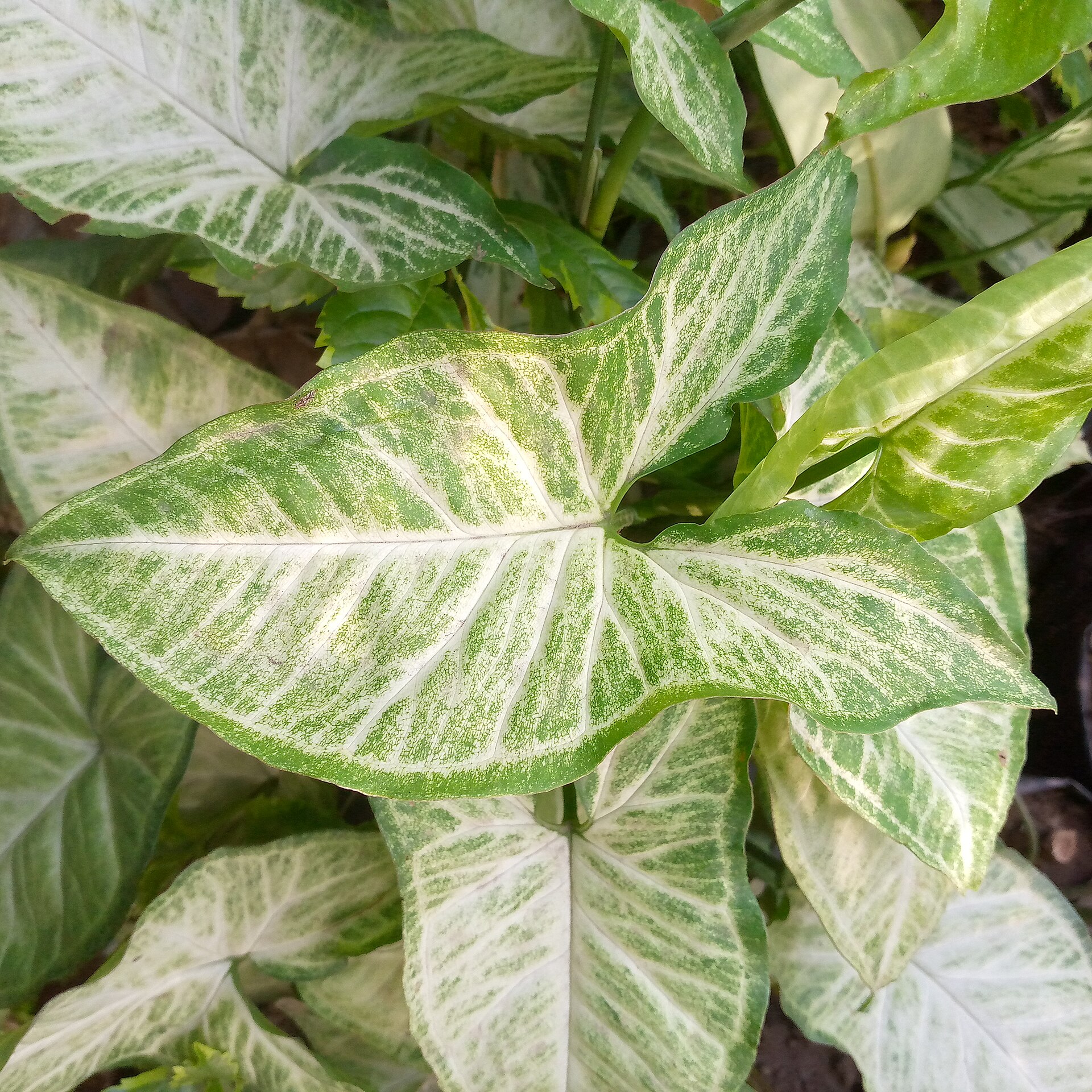 Syngonium podophyllum ( Arrowhead plant) 001