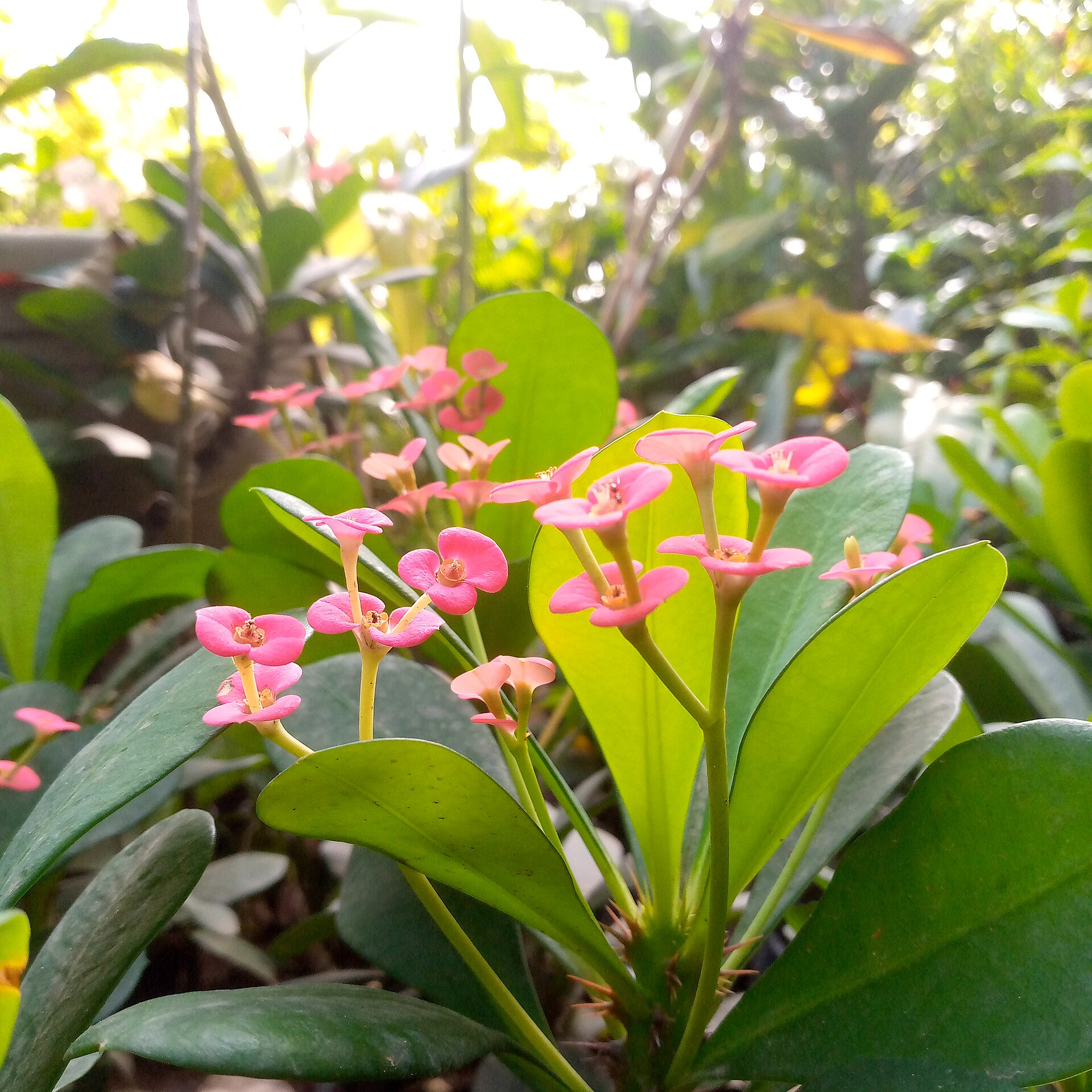 Euphorbia milii ( crown of thorns) 001