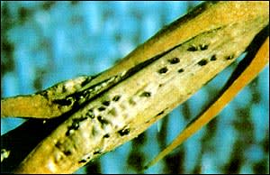 Pycnidia of Phomopsis Blight of Juniper