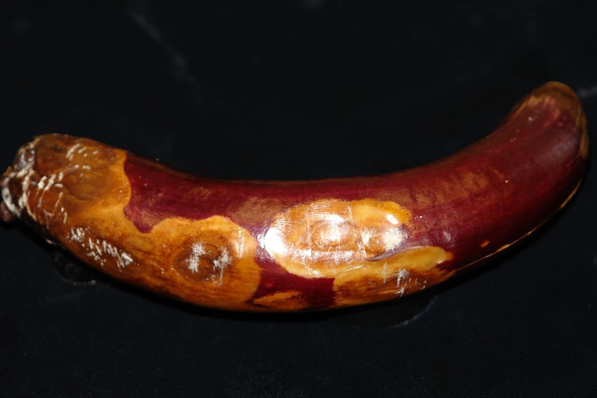 Eggplant phomopsis 1